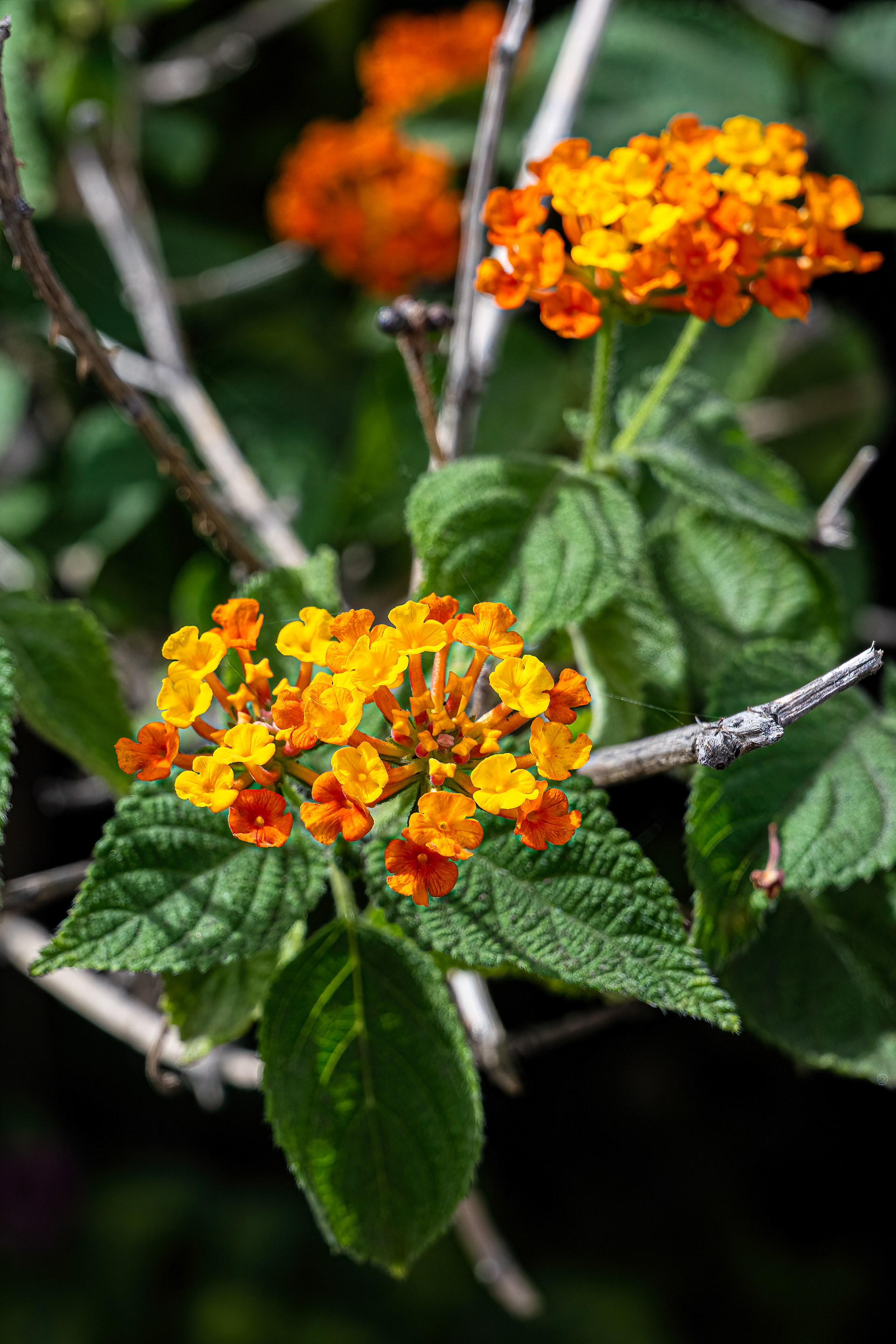 Stromboli, Lantana měňavá (Lantana camara)