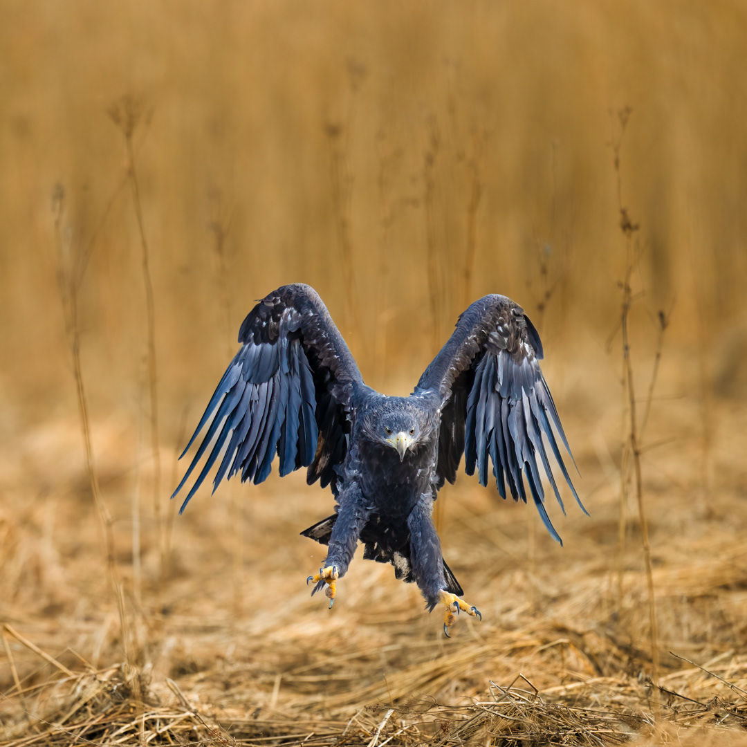Orel mořský (Haliaeetus albicilla), Vysočina, 02/2024