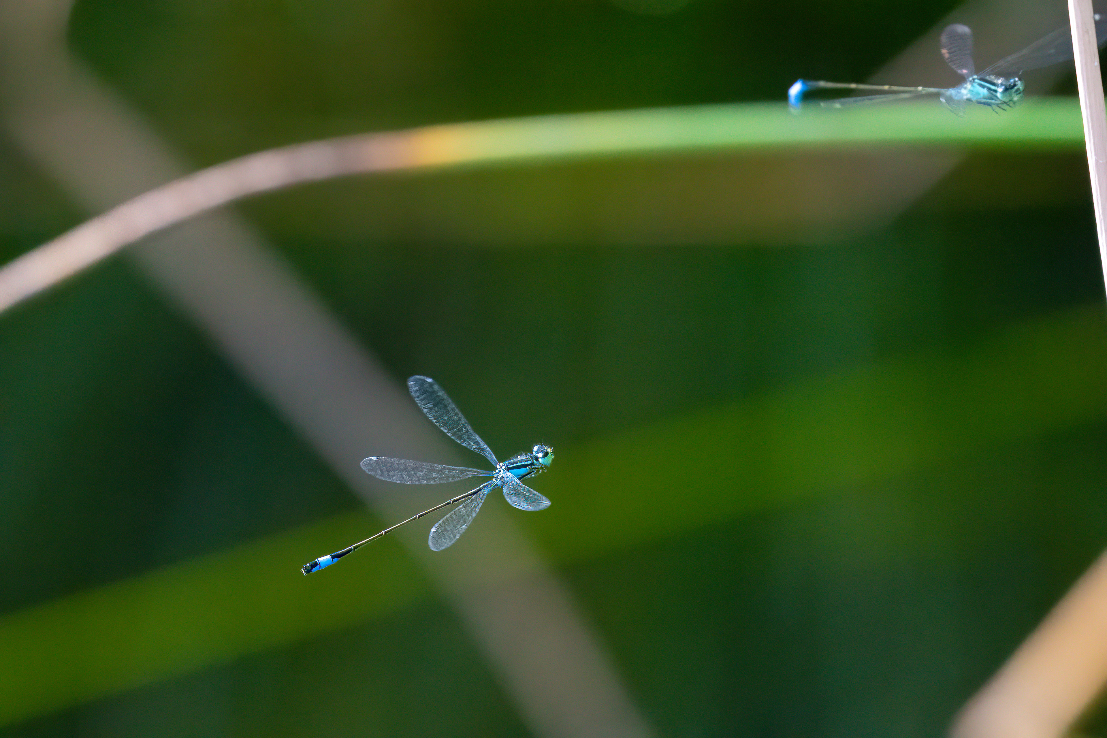 Šidélko větší (Ischnura elegans), Pyšely, 08/2024