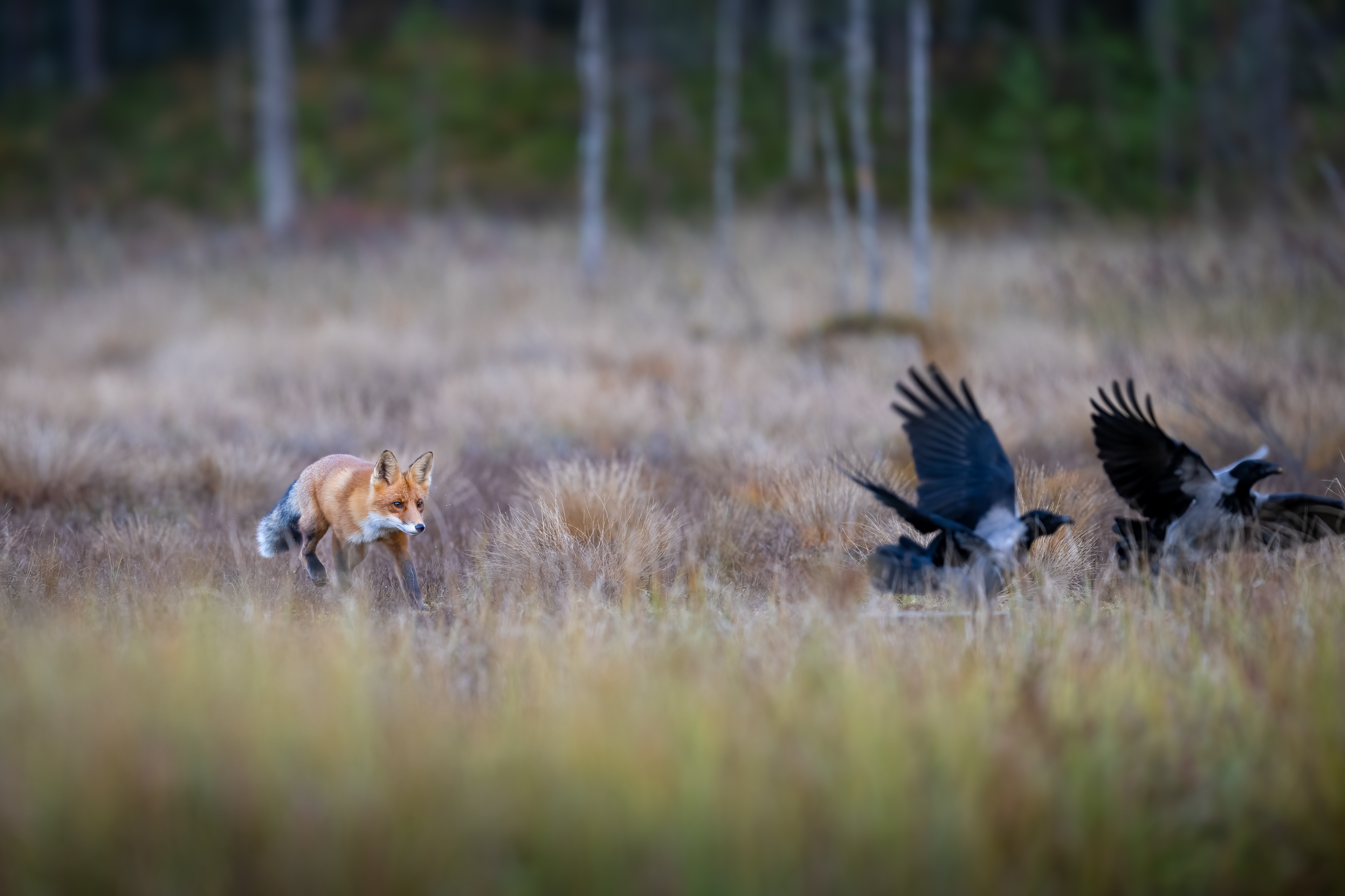 Liška obecná (Vulpes vulpes), Finsko, 09/2025