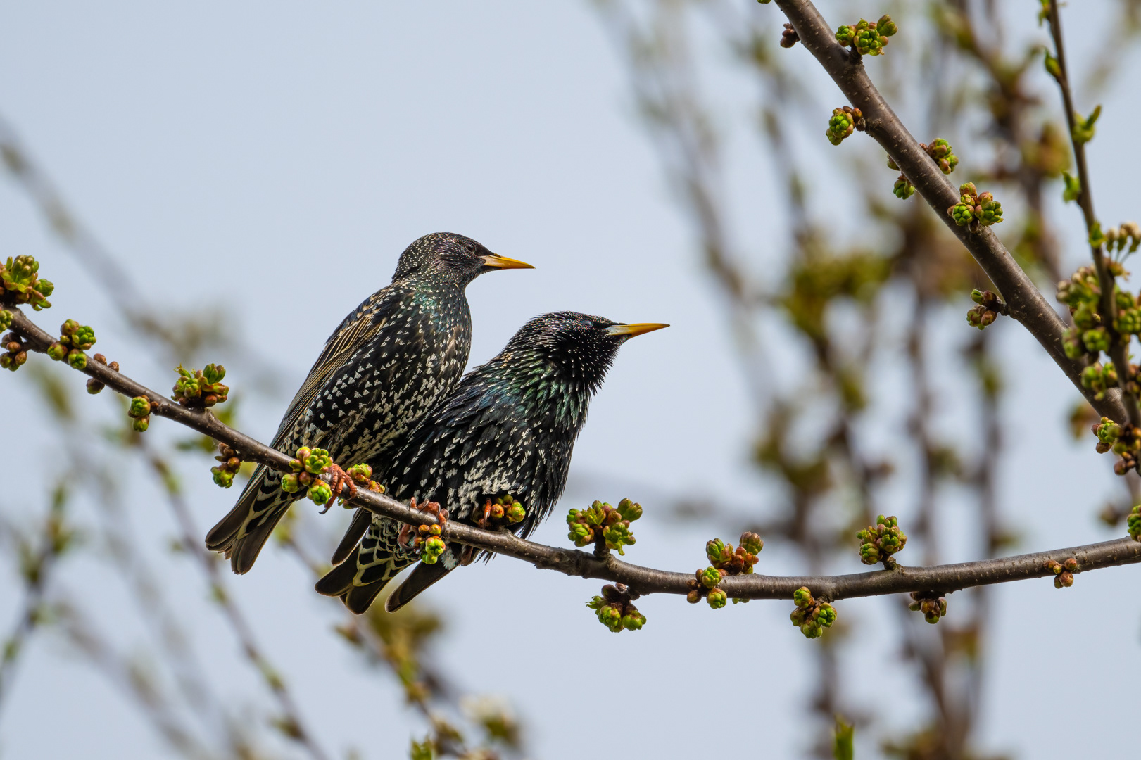Špaček obecný (Sturnus vulgaris), Pyšely, 04/2024