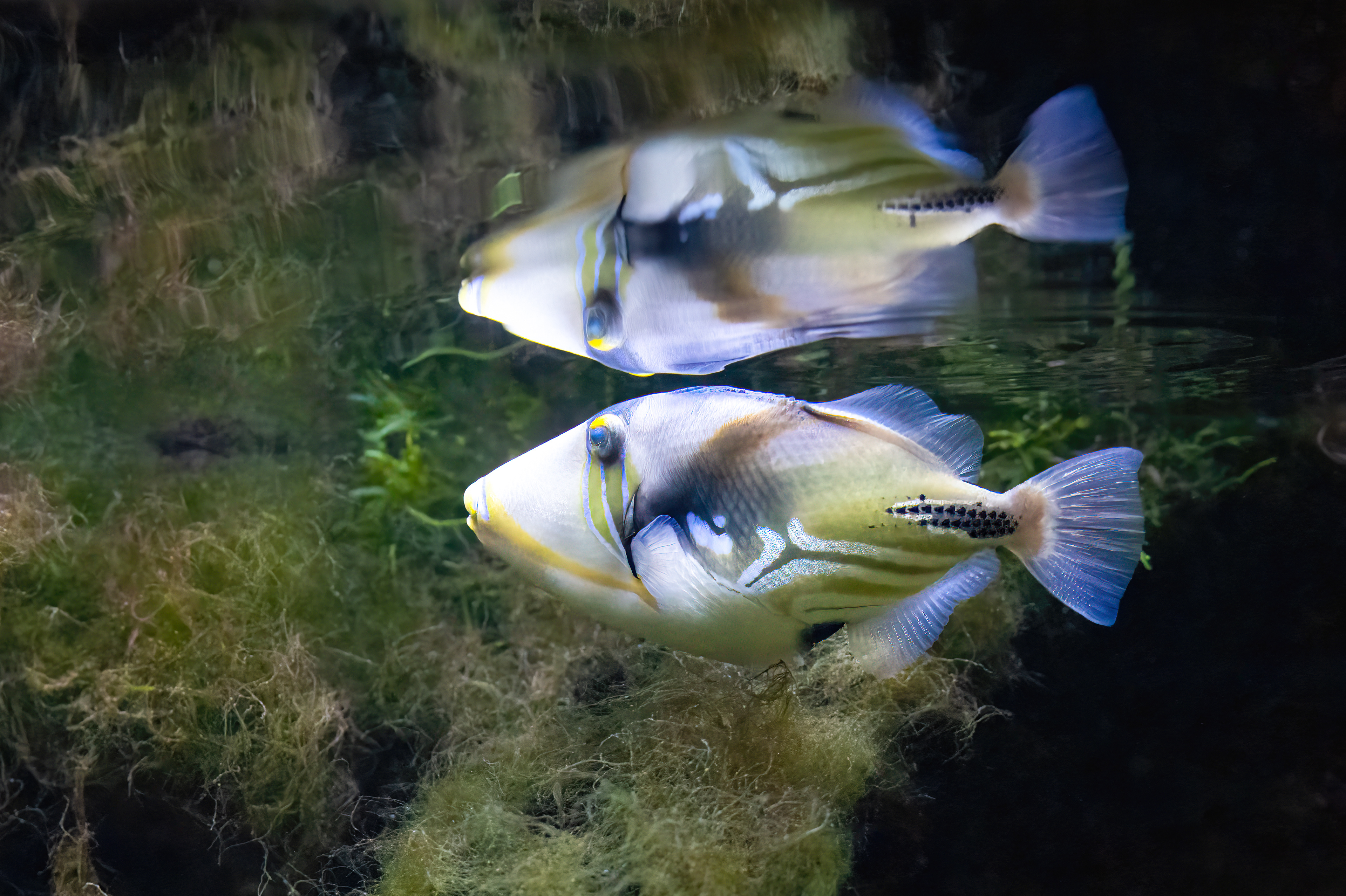 Ostenec Picassův (Rhinecanthus aculeatus)