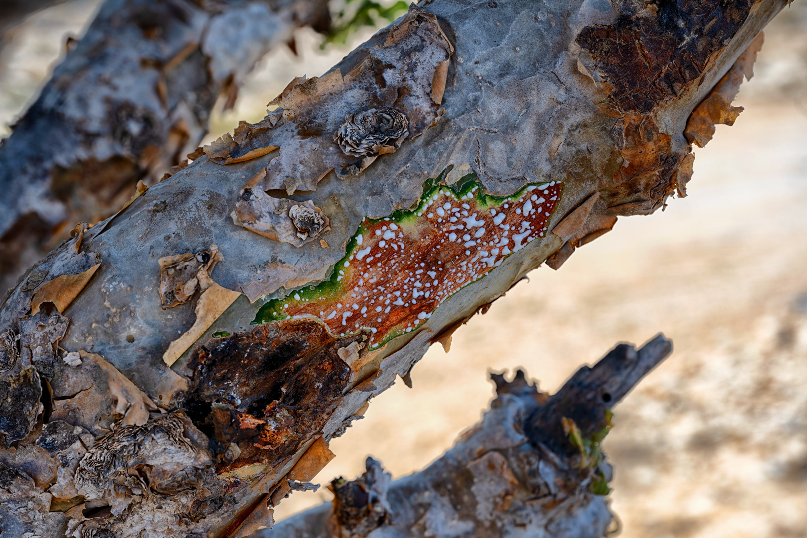 Pryskyřice kadidlovníku, Omán, 12/2021