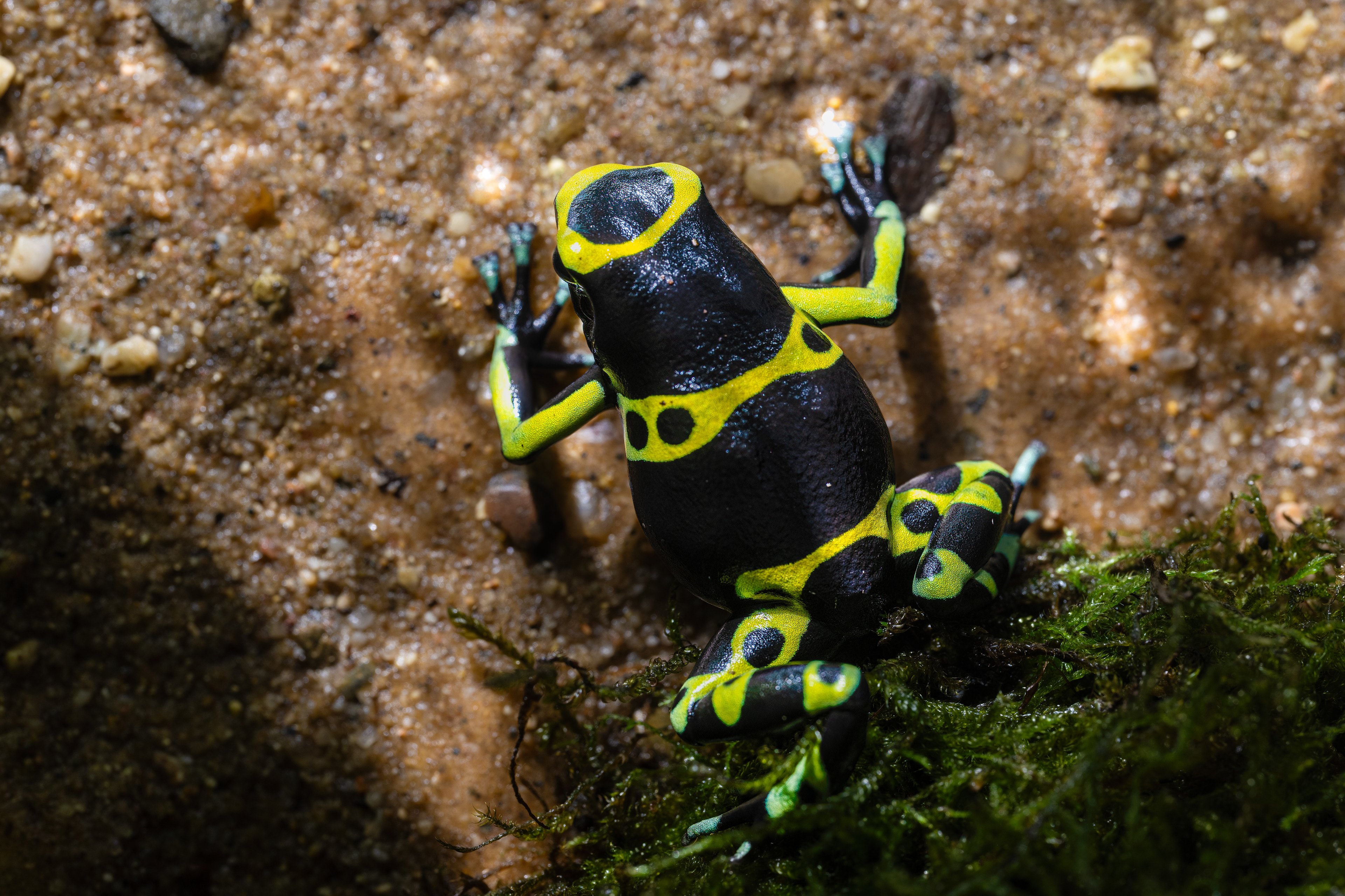 Pralesnička harlekýn "Cerro Autana" (Dendrobates leucomelas "Cerro Autana"), 08/2024