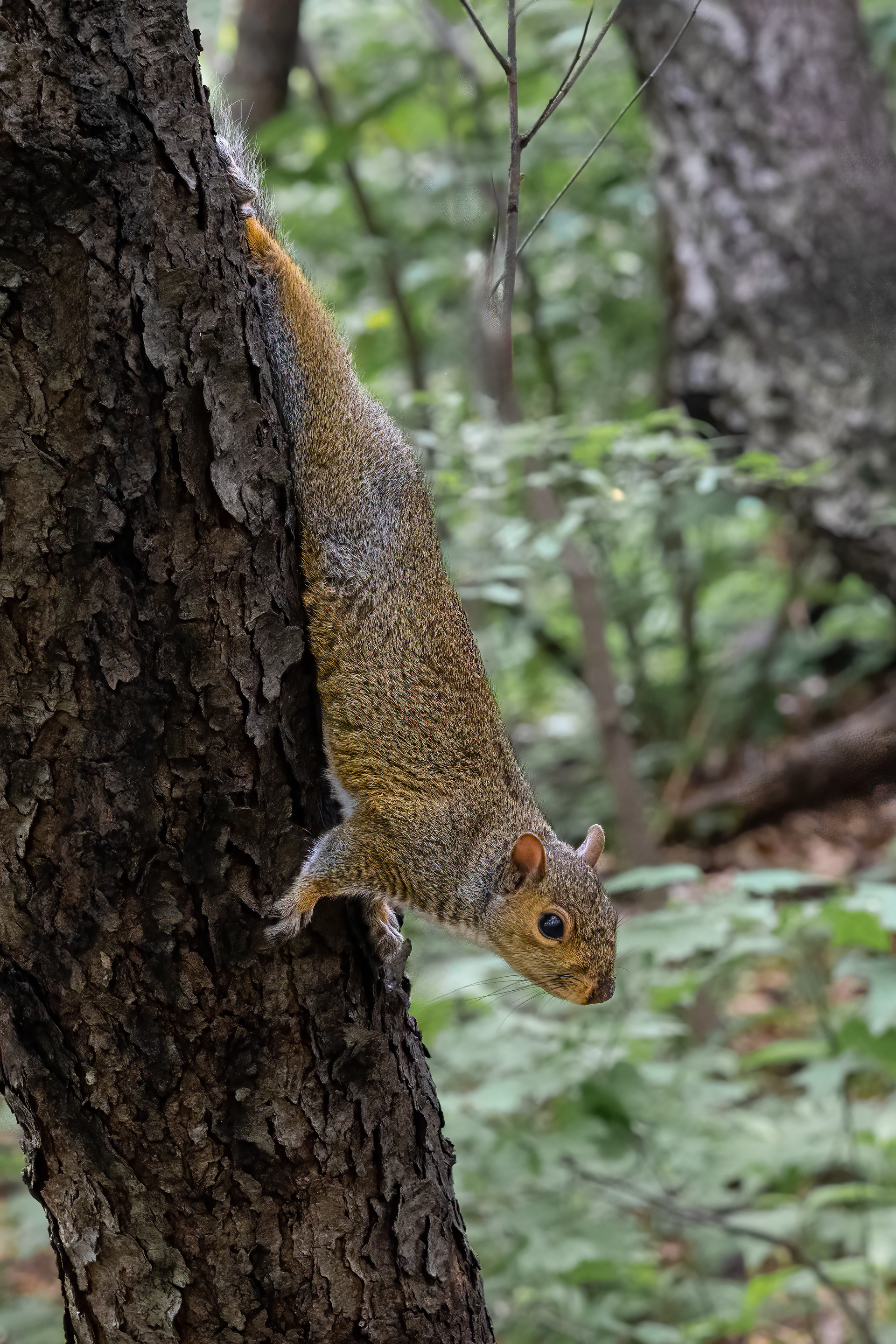Veverka popelavá (Eastern gray squirrel, Sciurus carolinensis), Central Park, New York, USA, 05/2025