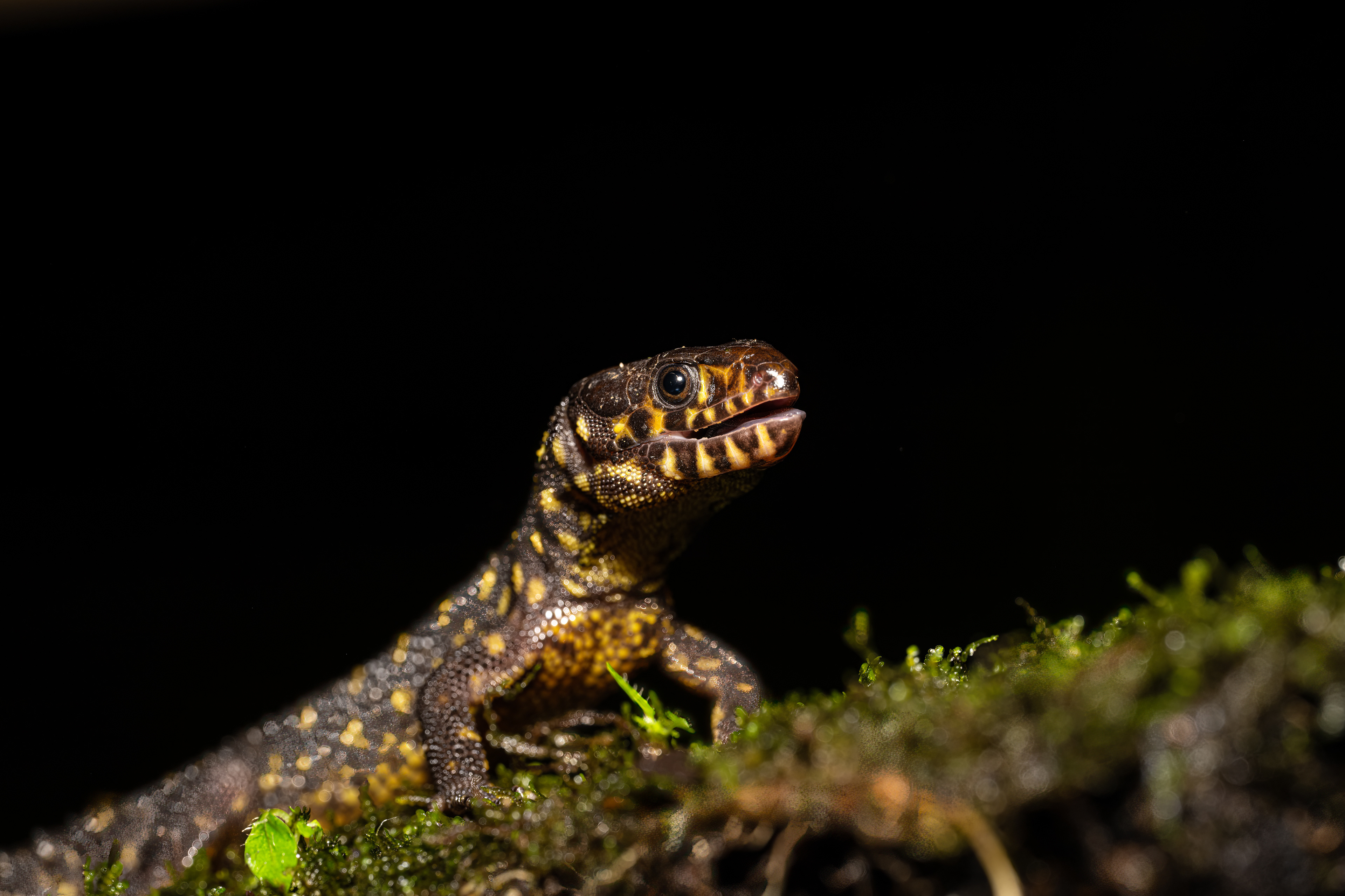 Lepidophyma flavimaculatum (The yellow-spotted tropical night lizard or yellow-spotted night lizard)