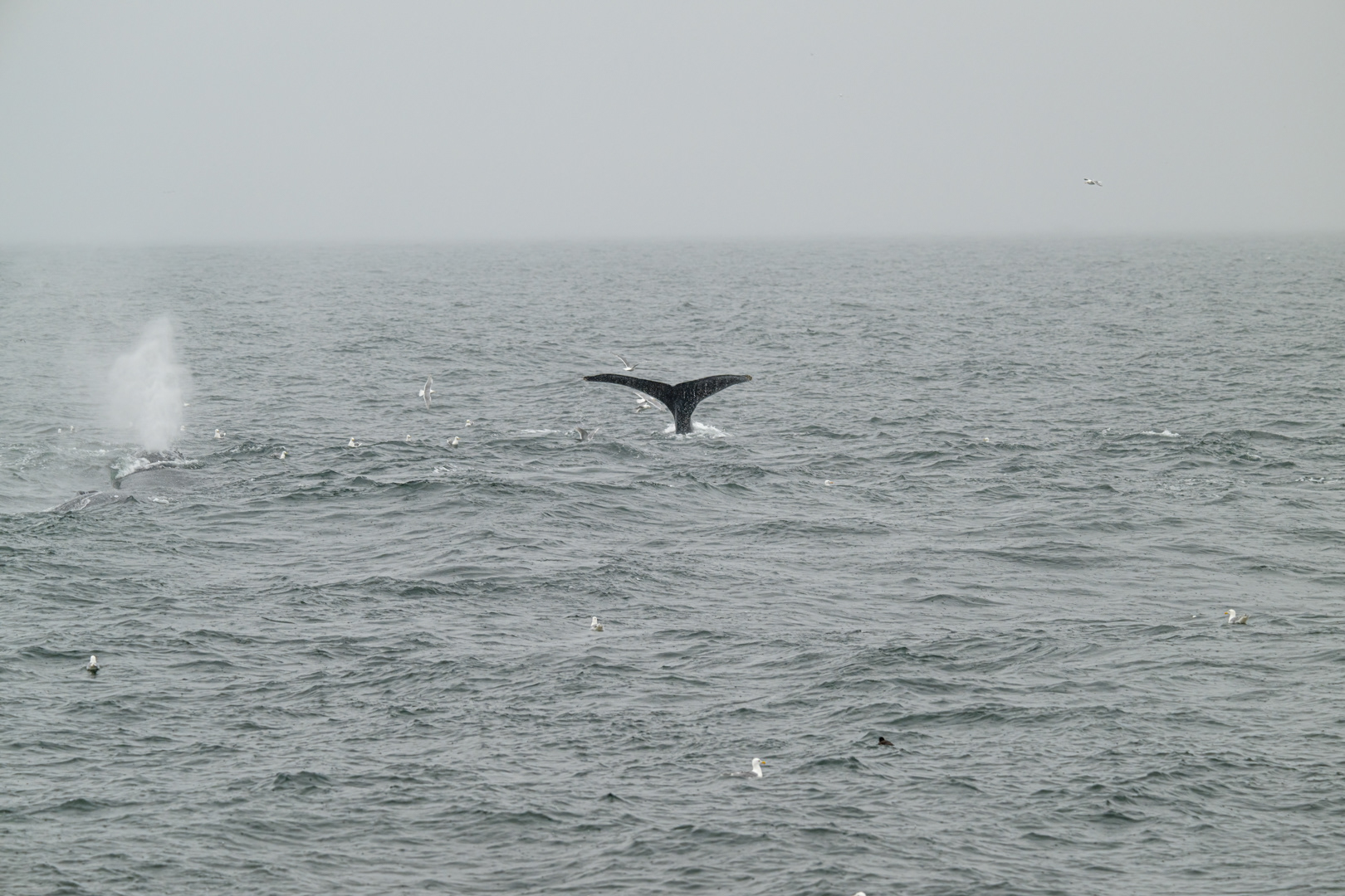 Velryba grónská (Balaena mysticetus), Aljaška, 07/2023