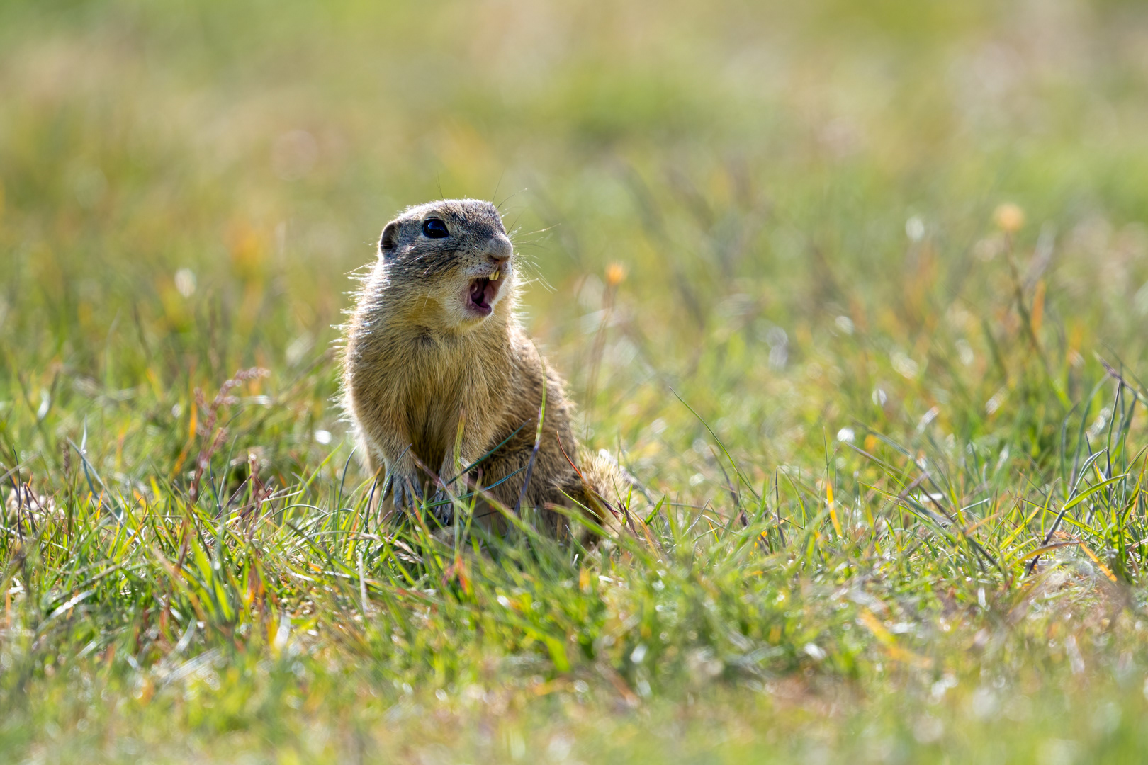 Sysel obecný (Spermophilus citellus), Radouč, 04/2024