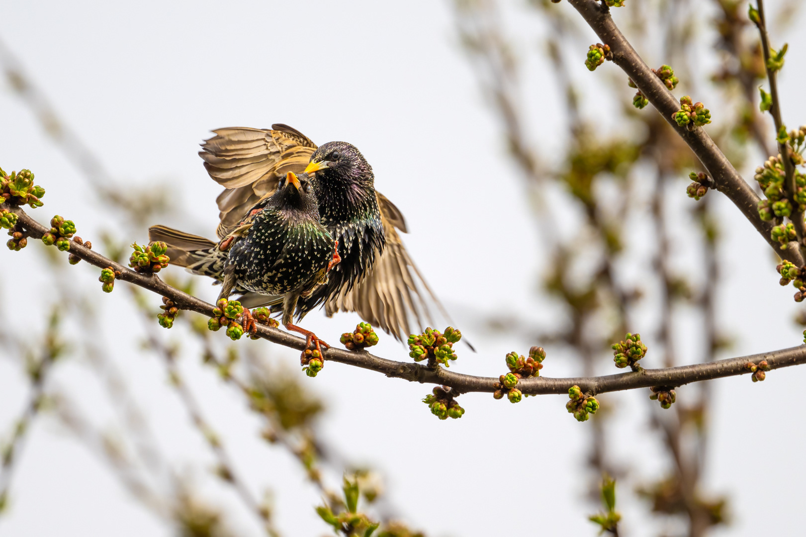 Špaček obecný (Sturnus vulgaris), Pyšely, 04/2024