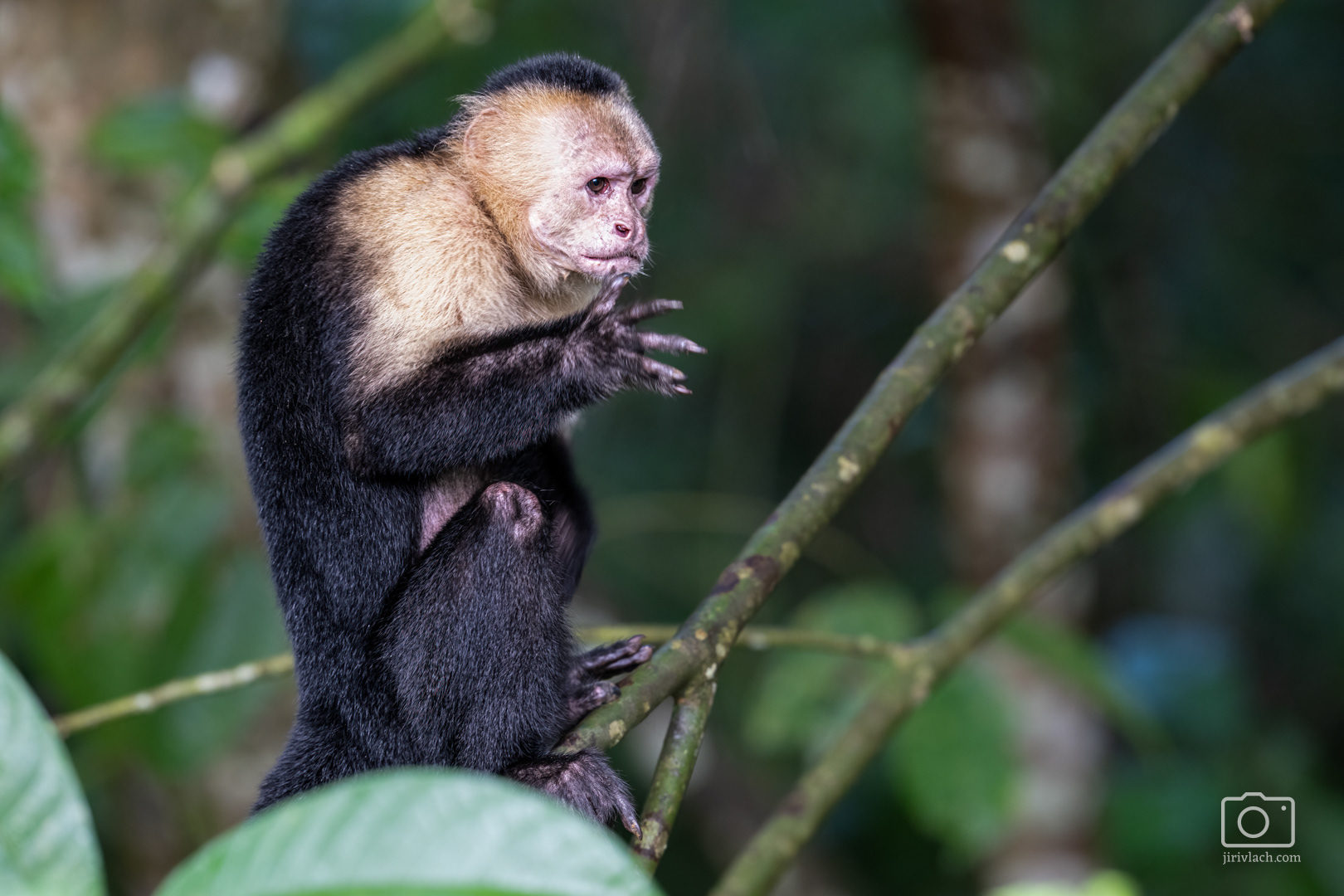 Malpa kapucínská (The Colombian white-faced capuchin, Cebus capucinus), Kostarika, 01/2025