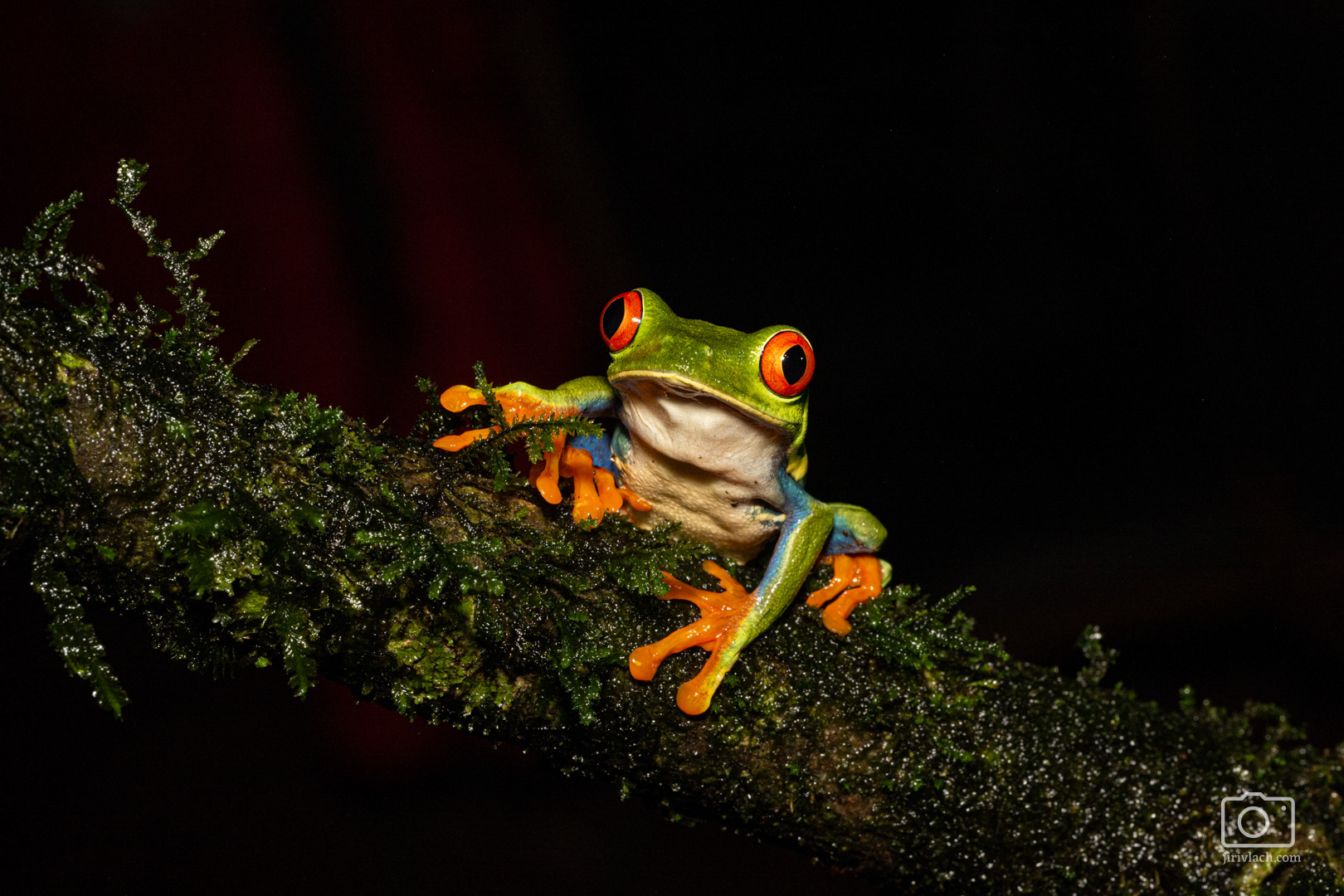 Listovnice červenooká (Red-eyed tree frog, Agalychnis callidryas)