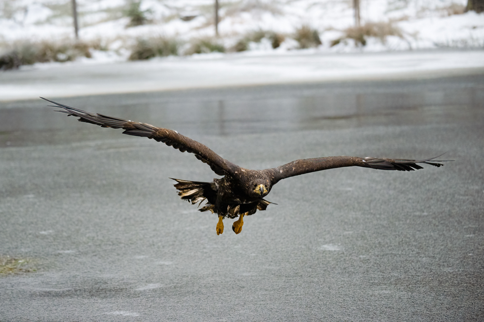 Orel mořský (Haliaeetus albicilla), Vysočina, 03/2023