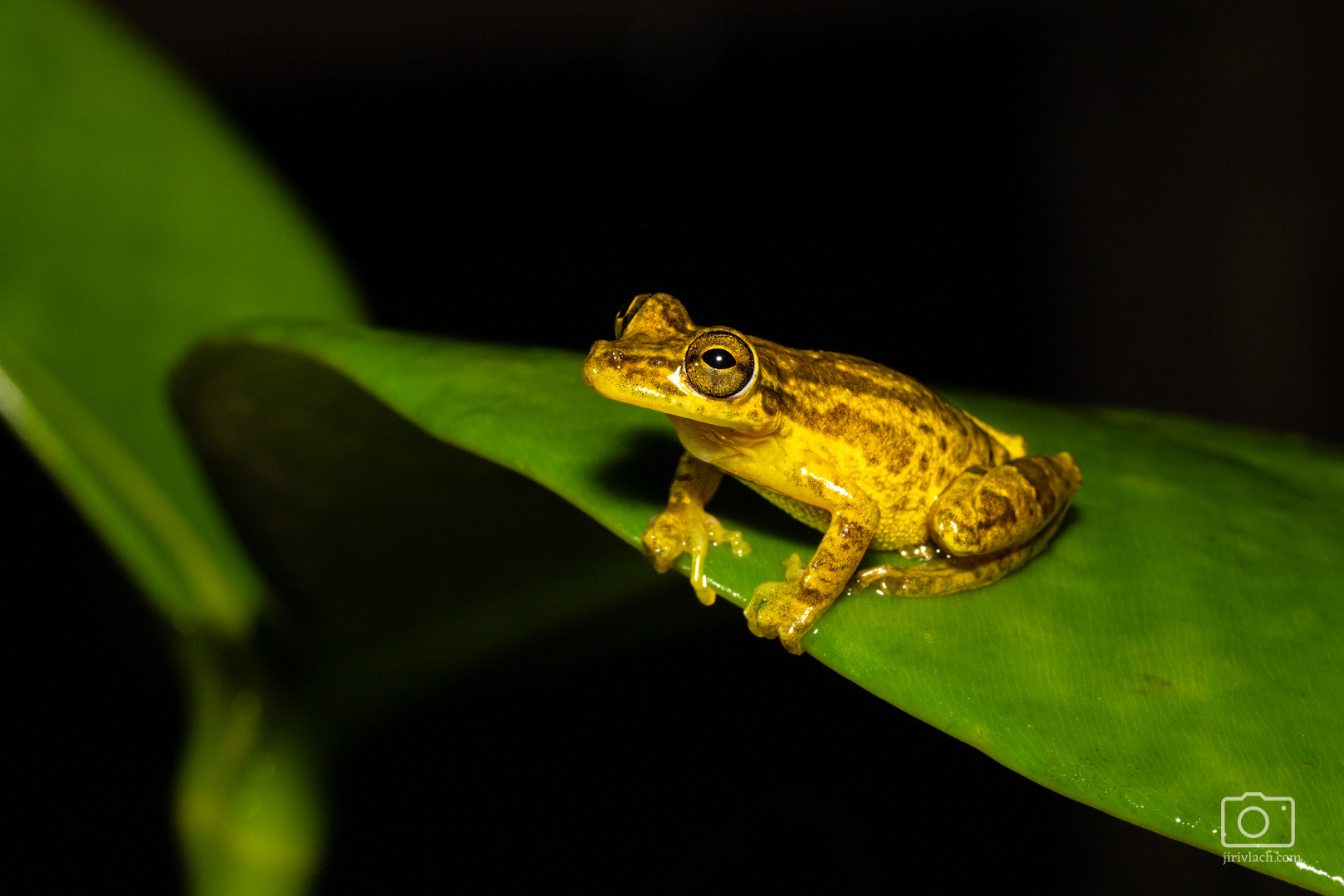 Rosnivka (Olive headed tree Frog, Scinax eleochrous)
