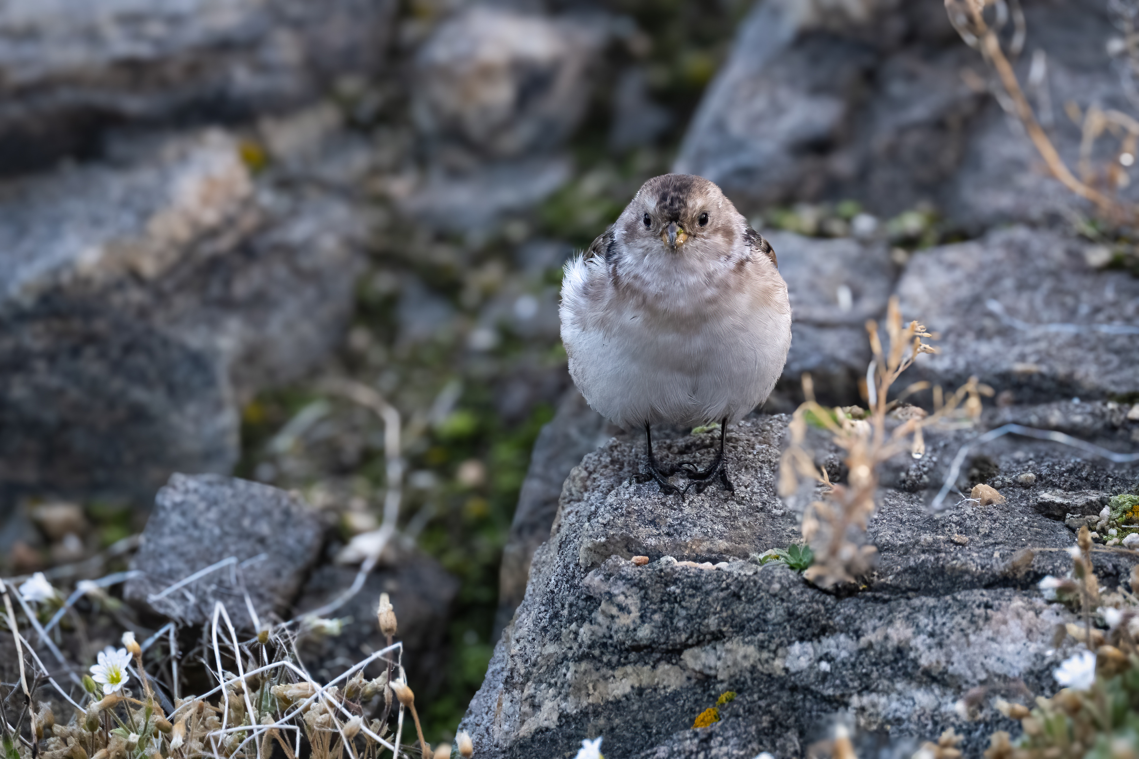 Sněhule severní (Plectrophenax nivalis, Snow bunting), Grónsko, 08/2025