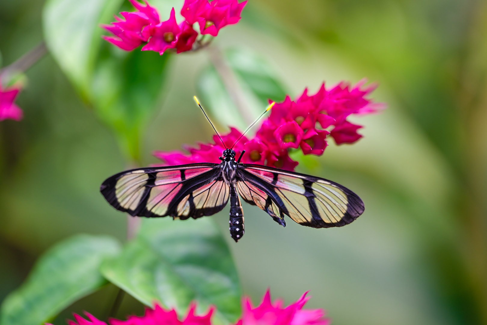 Methona confusa (Black glasswing), Fata Morgana, Praha, 05/2024