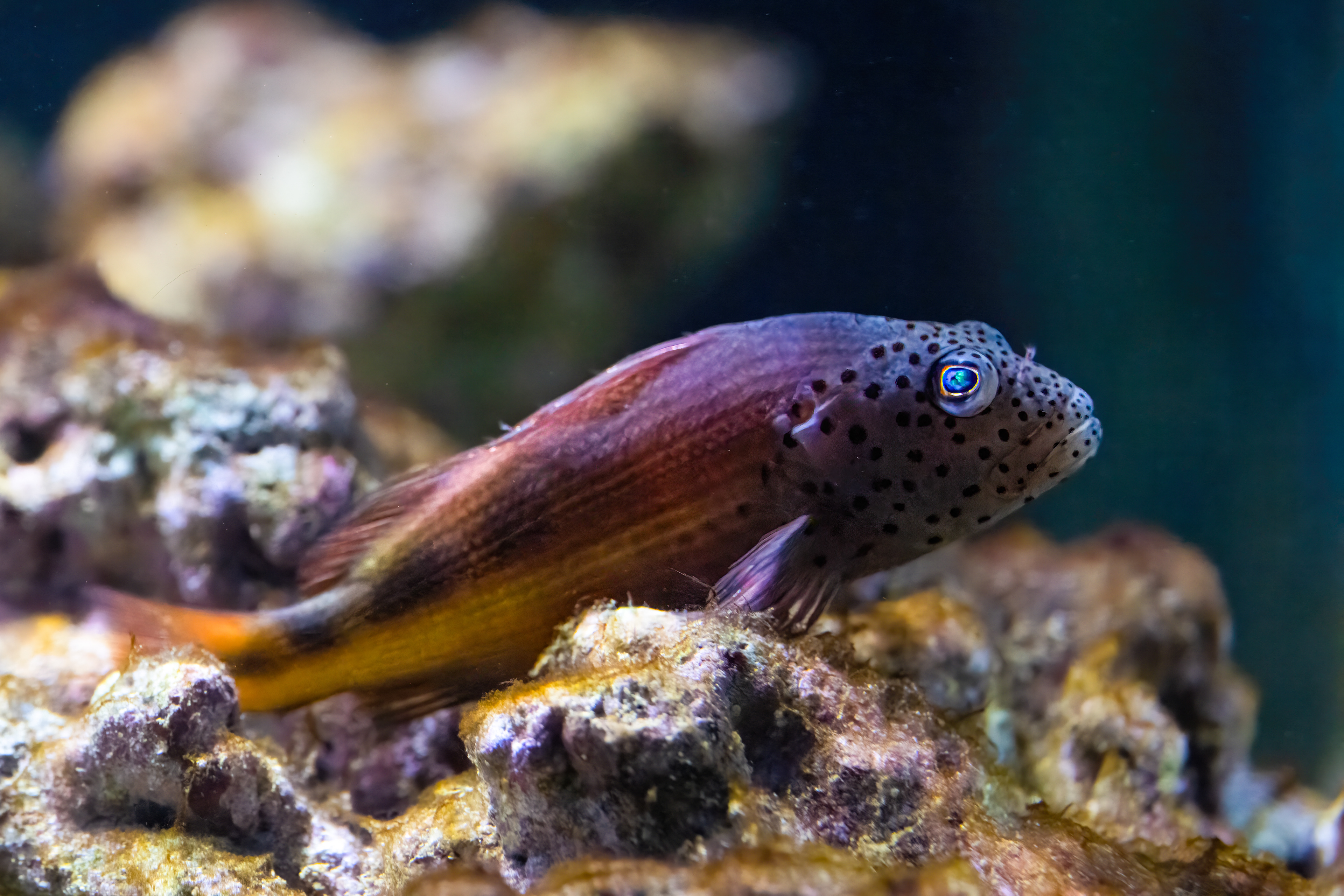 Štětičkovec Forsterův (Paracirrhites forsteri)