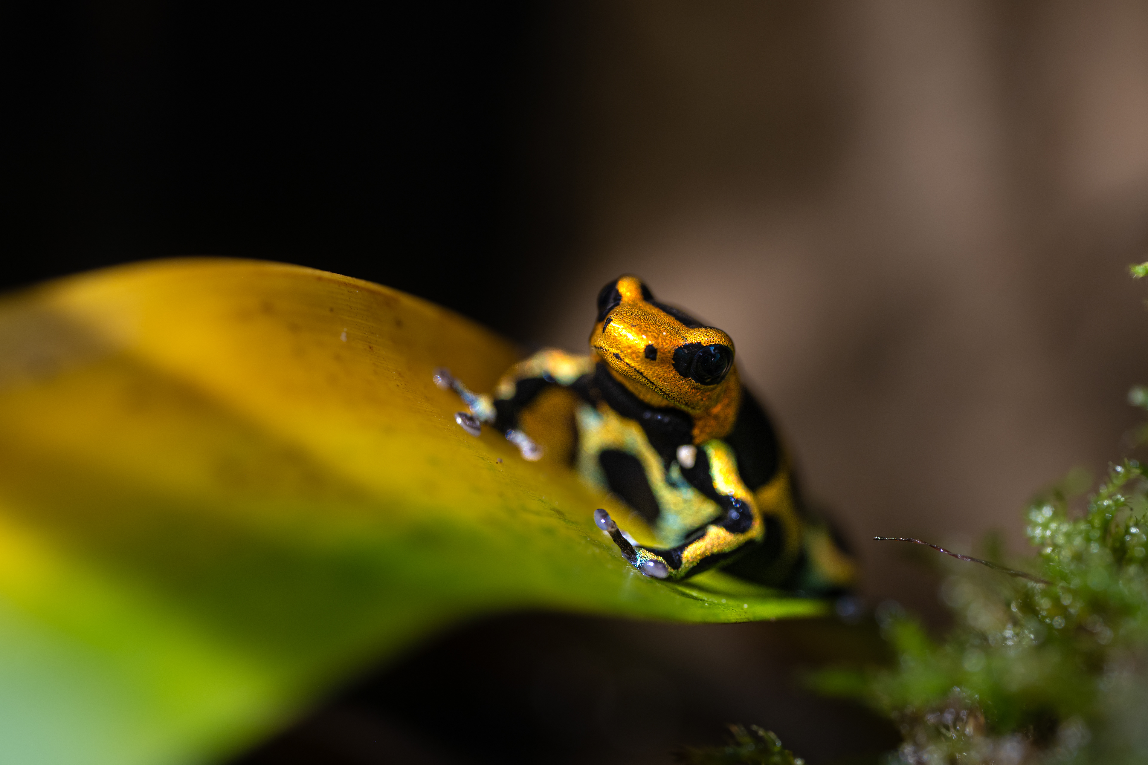 Pralesnička klamavá "Intermedius" (Ranitomeya imitator "Intermedius"), 08/2024