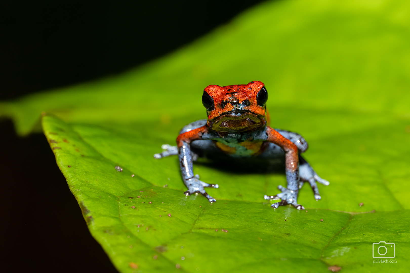 Pralesnička drobná (strawberry poison frog, strawberry poison-dart frog or blue jeans poison frog, Oophaga pumilio, dříve Dendrobates pumilio)