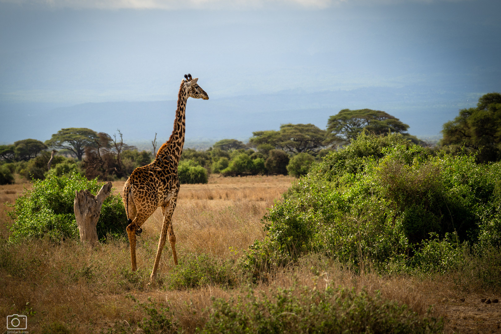 Žirafa masajská (Giraffa tippelskirchi), Kenya, 12/2025
