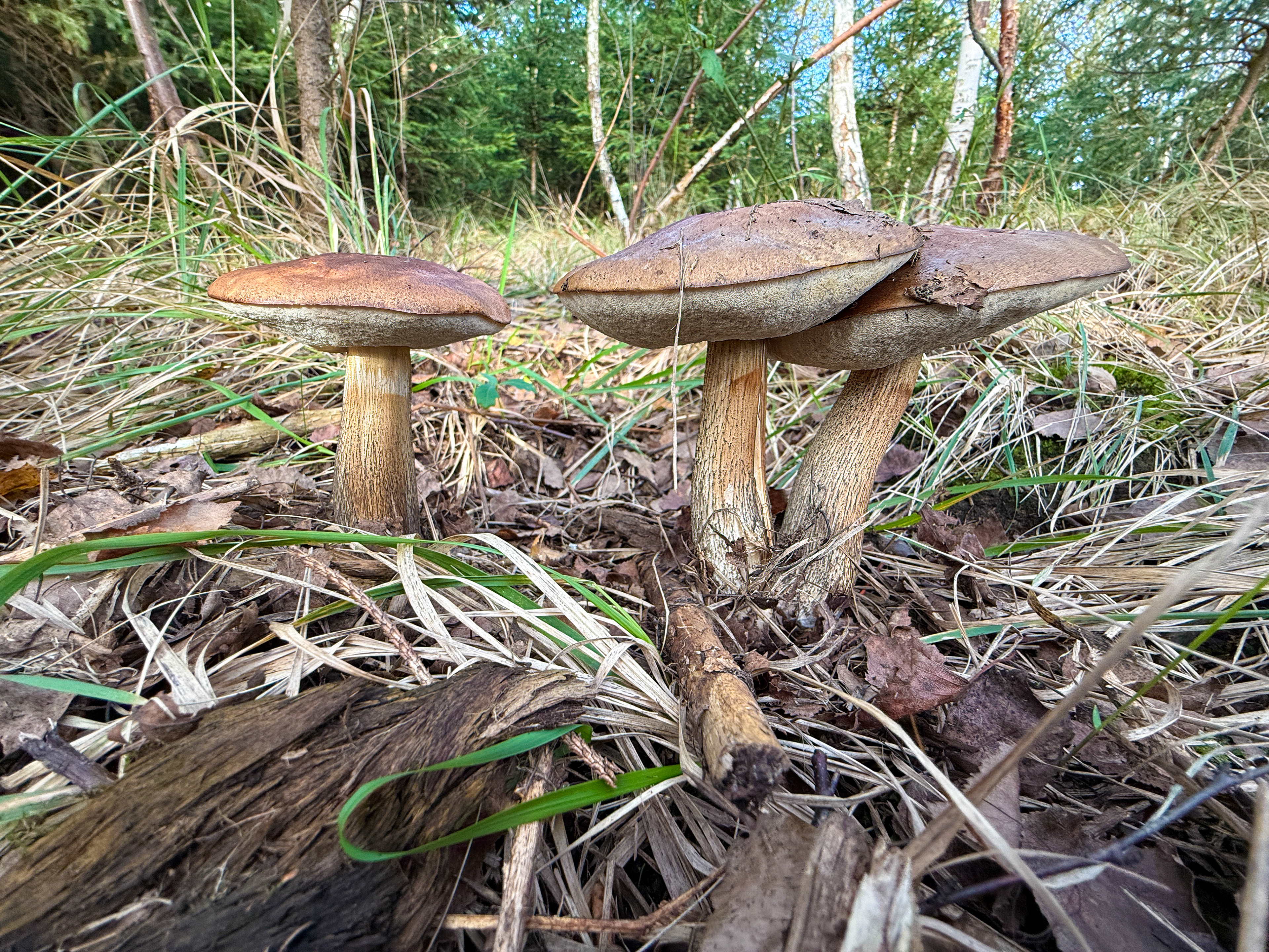 Kozák březový (Leccinum scabrum)