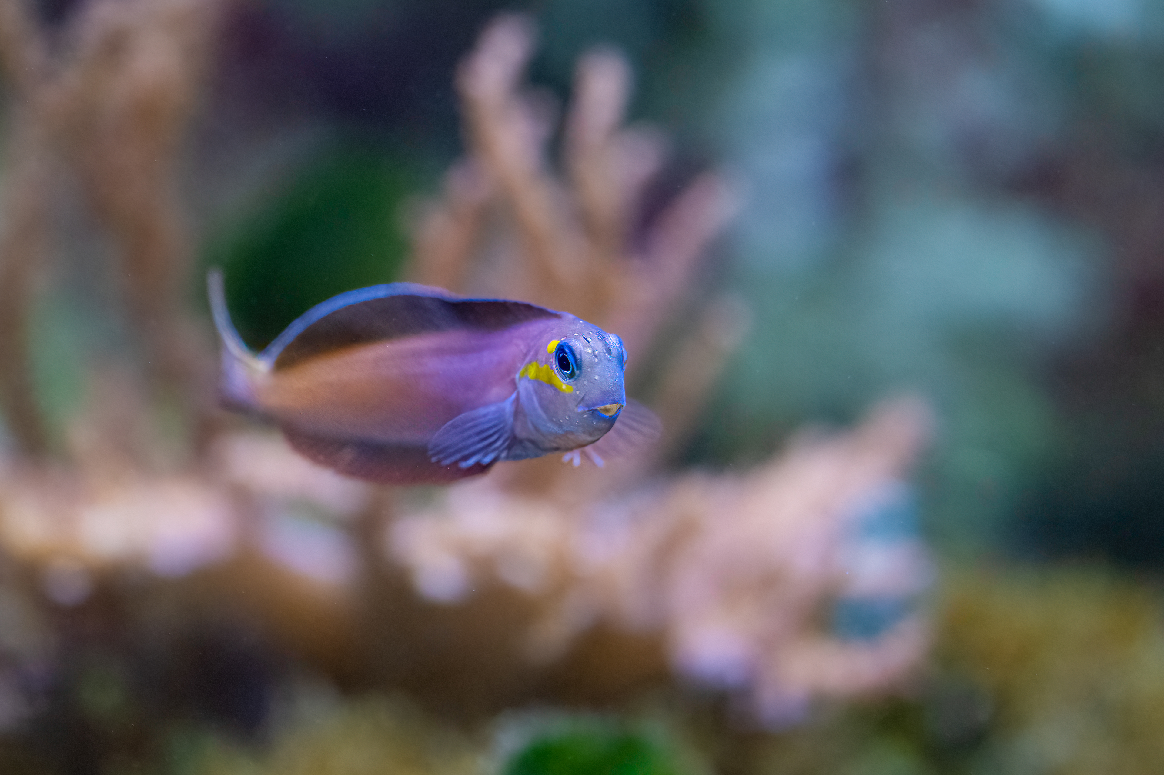 Slizoun midas (Ecsenius midas)