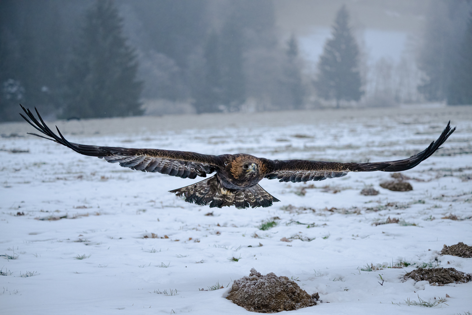 Orel skalní (Aquila chrysaetos), Vysočina, 03/2023