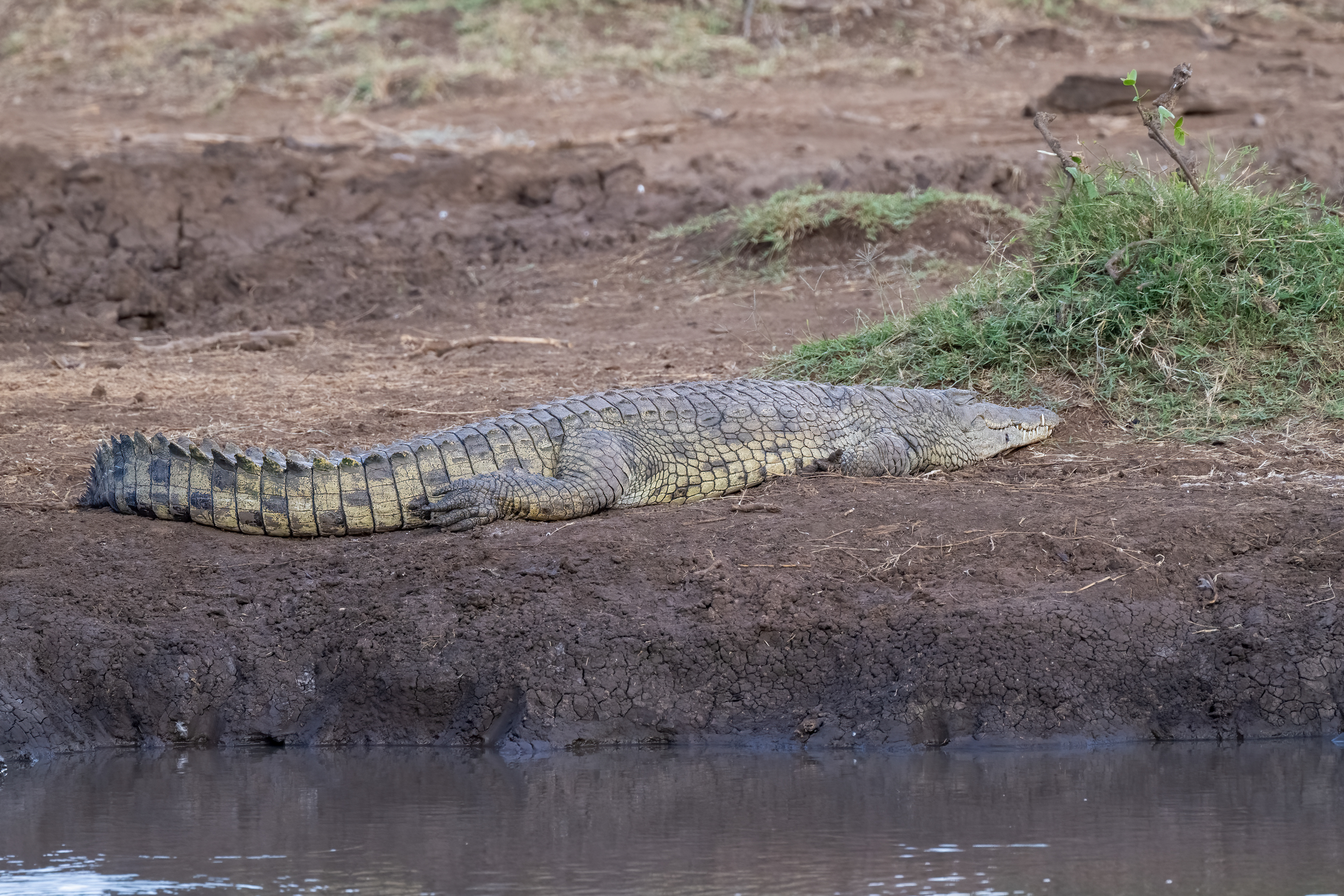 Krokodýl nilský (Crocodylus niloticus), Kenya, 12/2025