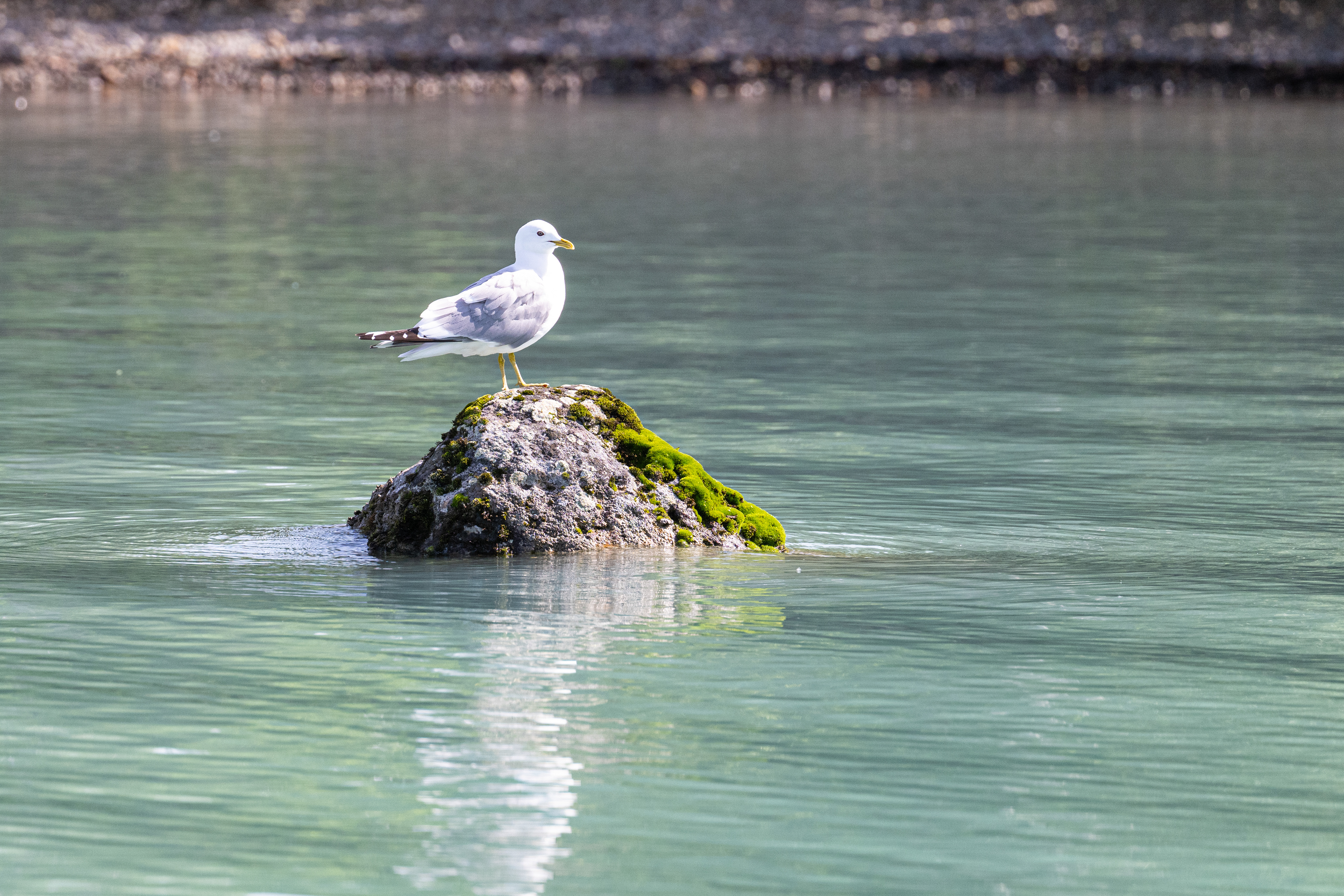 Racek aljašský (Larus brachyrhynchus), Aljaška, 07/2023