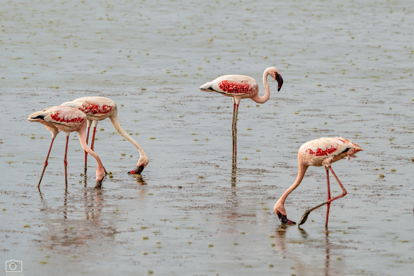 Plameňák malý (Phoeniconaias minor), Kenya, 12/2025