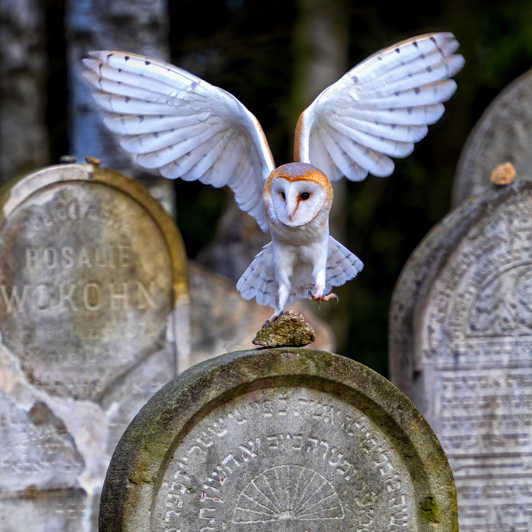 Sova pálená (Tyto alba), bílá forma, Vysočina, 03/2022