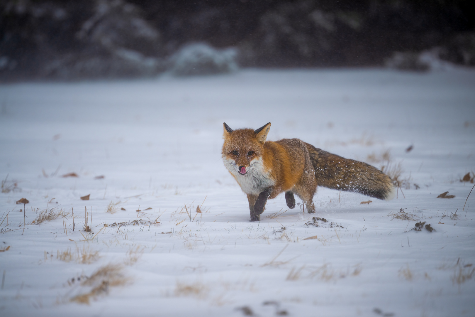 Liška obecná (Vulpes vulpes), Vysočina, 03/2023