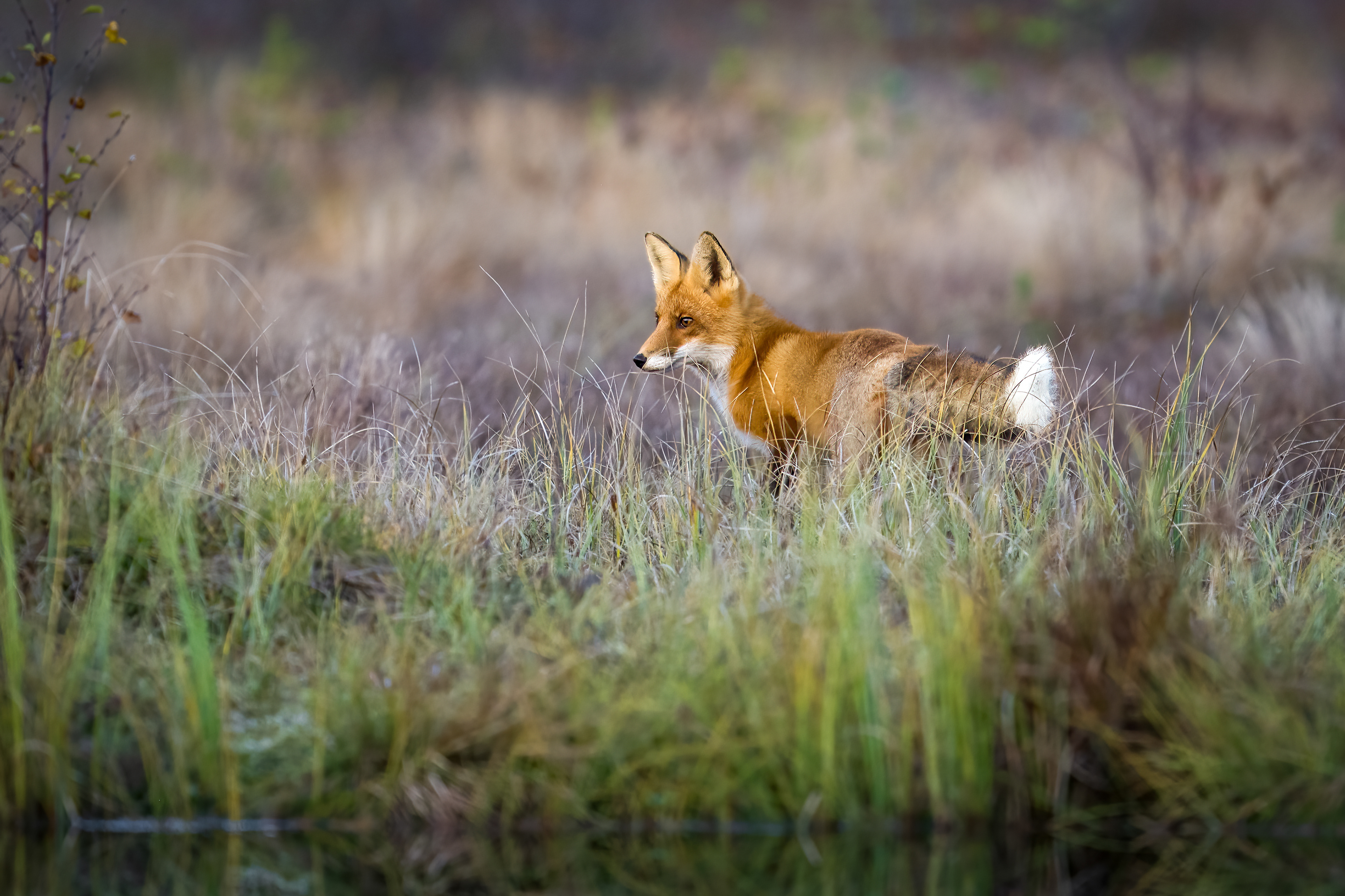 Liška obecná (Vulpes vulpes), Finsko, 09/2025