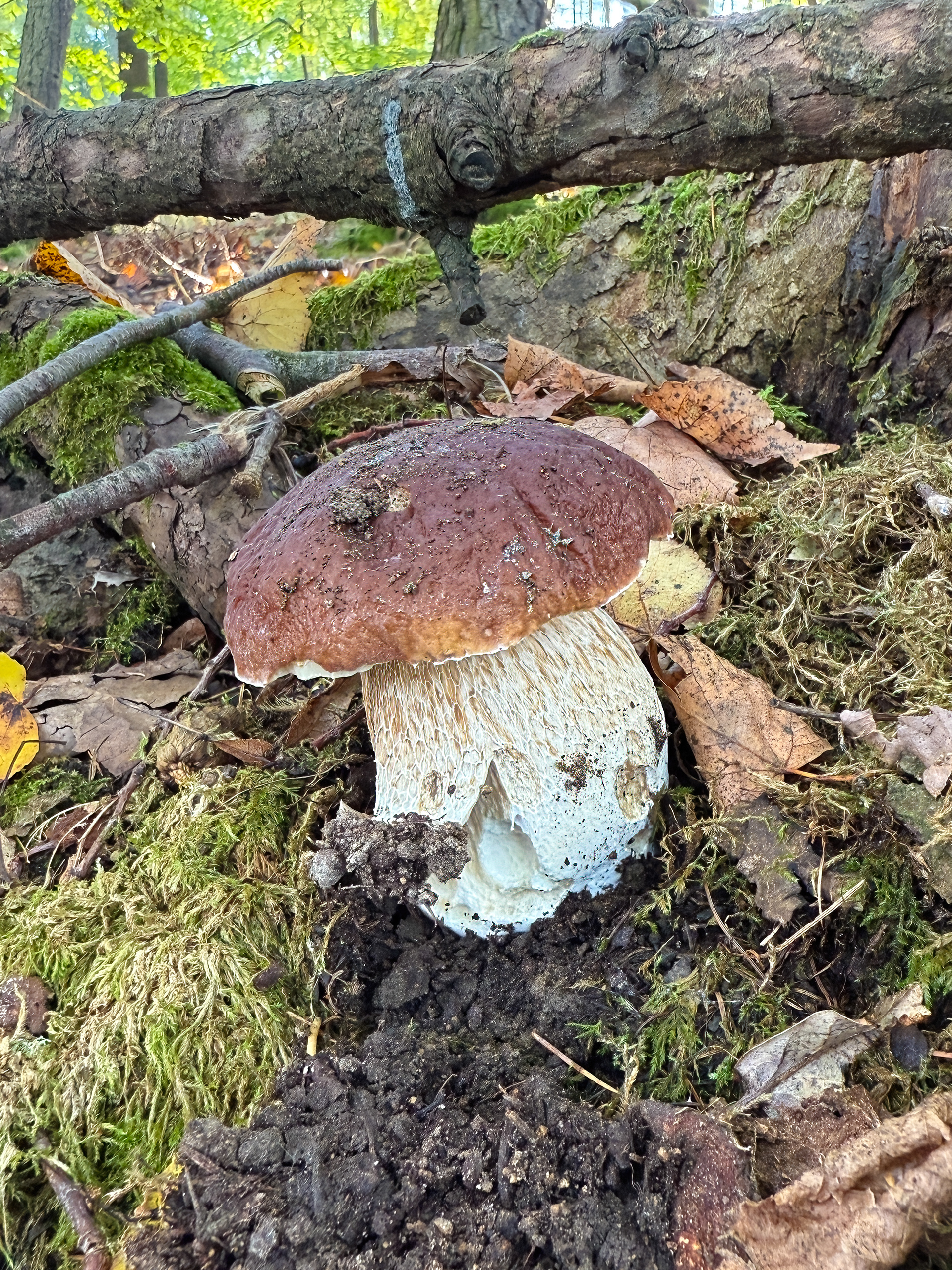 Hřib smrkový (Boletus edulis)