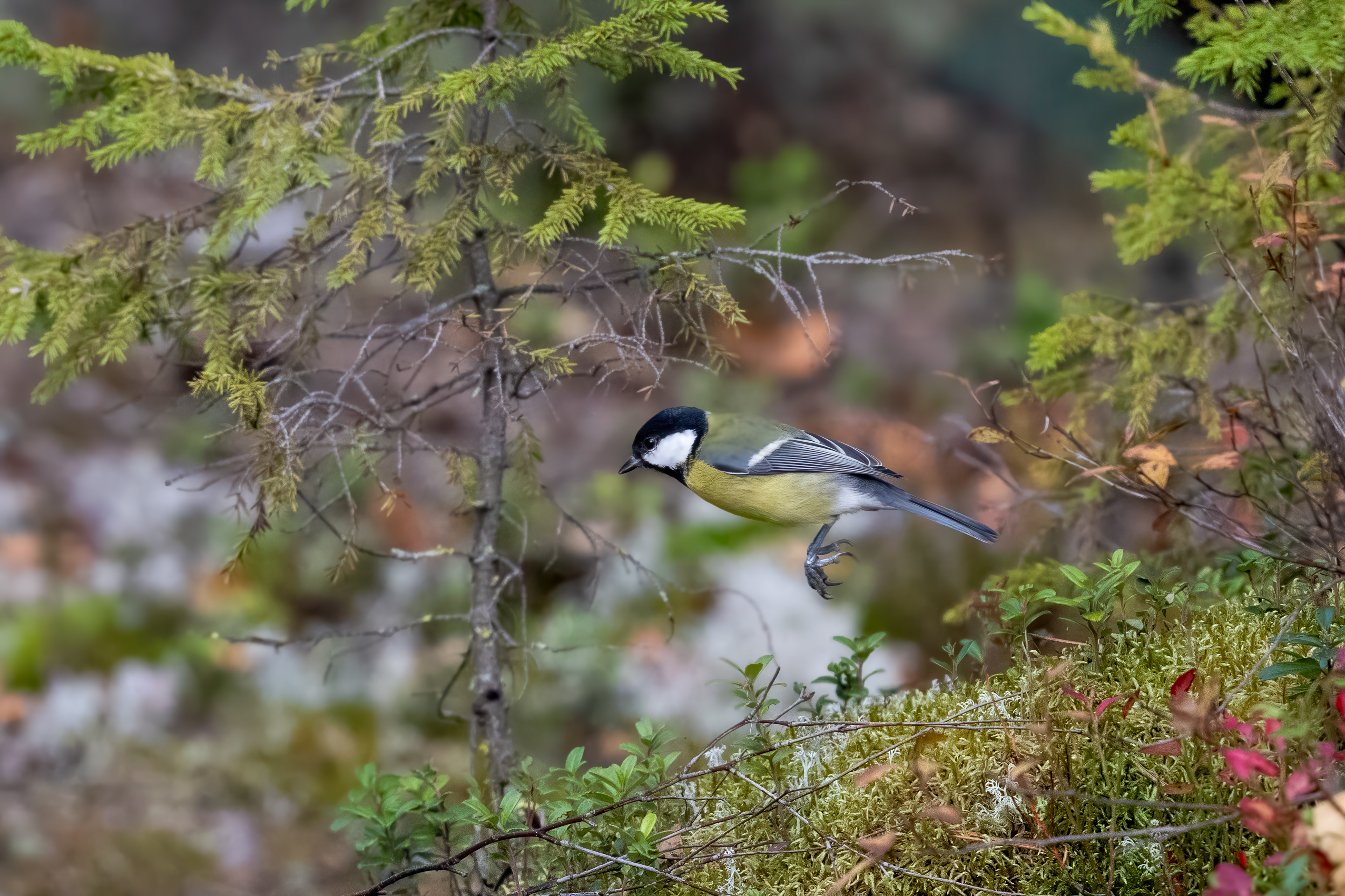 Sýkora koňadra (Parus major), Finsko, 09/2025