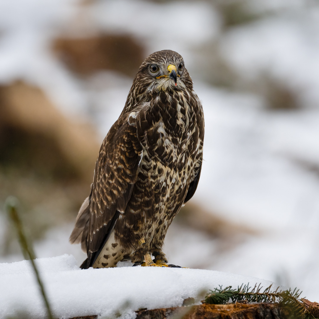 Káně lesní (Buteo buteo), Vysočina, 03/2023
