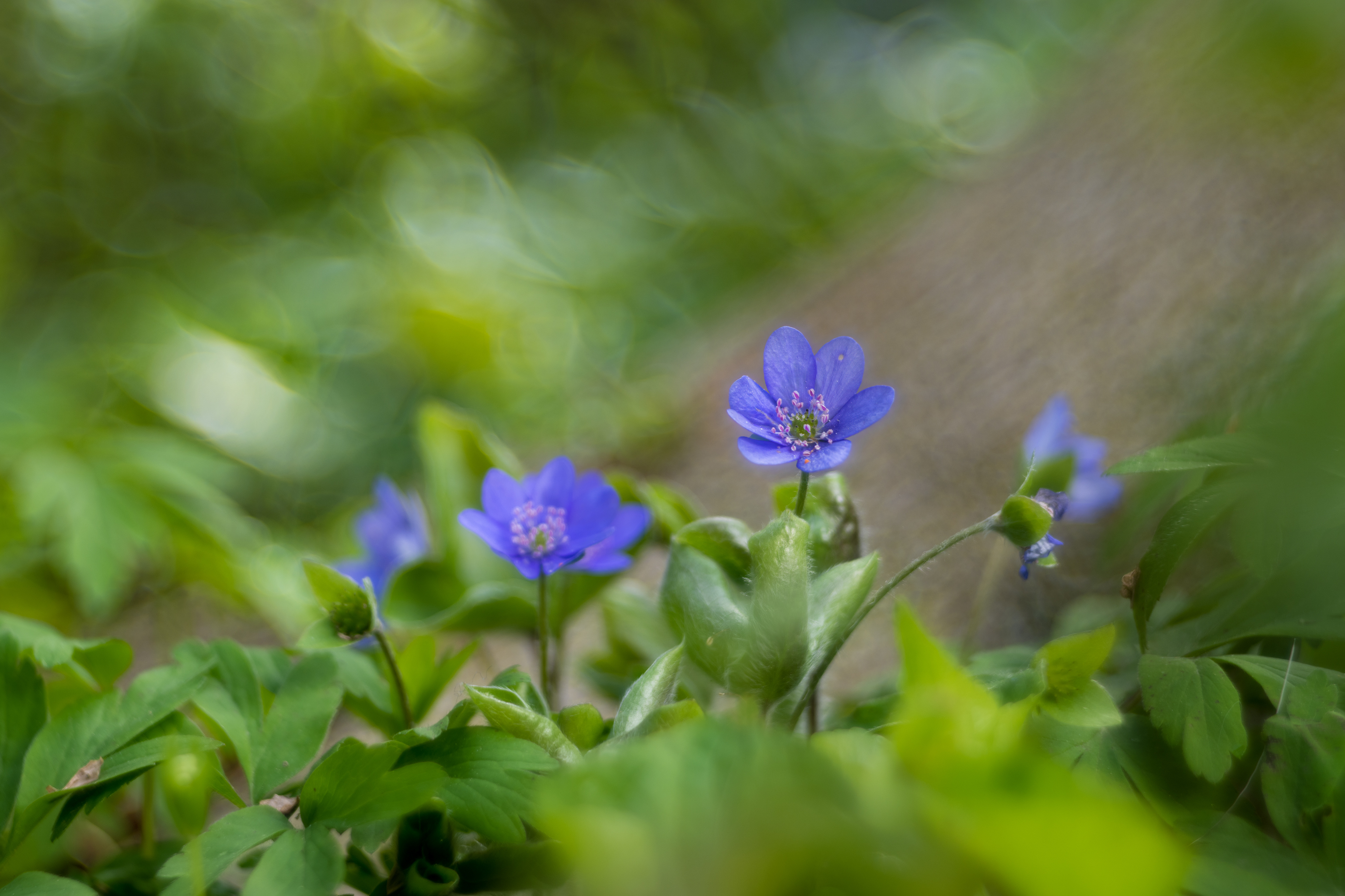 Jaterník podléška (Hepatica nobilis), poblíž Loděnice, 05/2023