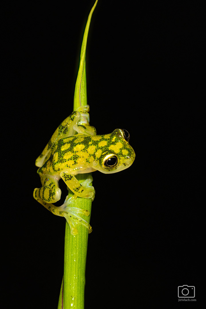 Rosněnka Valeriova (La Palma glass frog, Hyalinobatrachium valerioi)