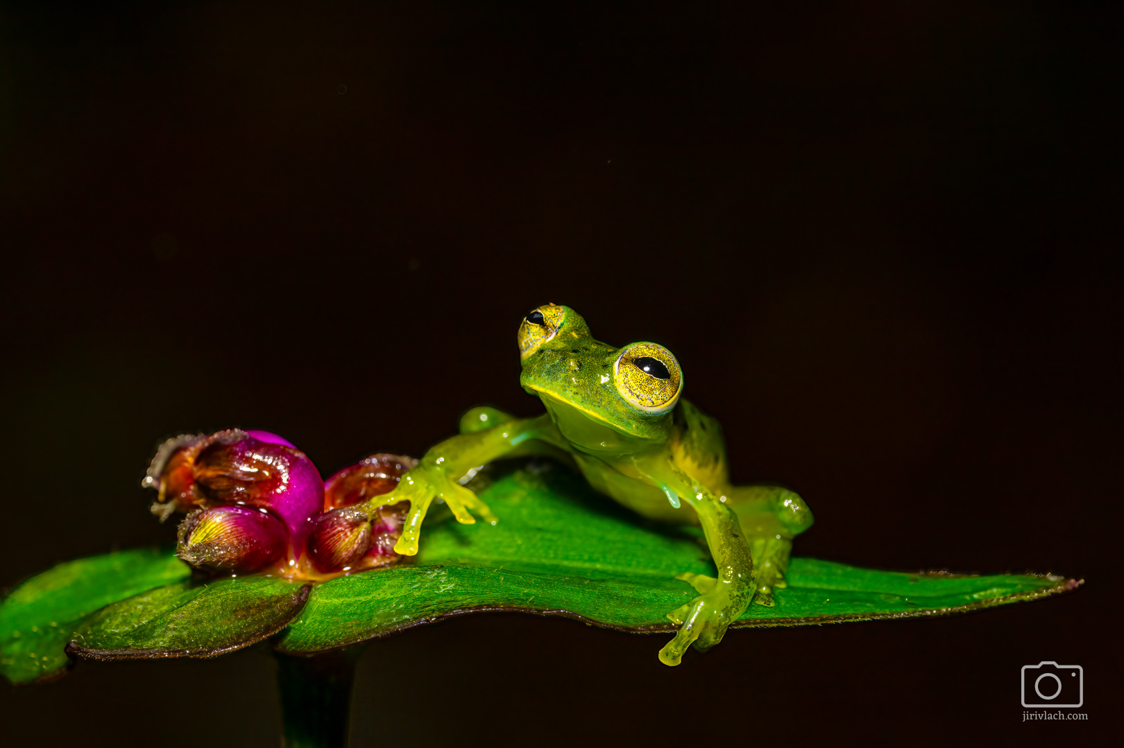 Rosněnka průsvitná (Emerald glass frog, Centrolene prosoblepon)