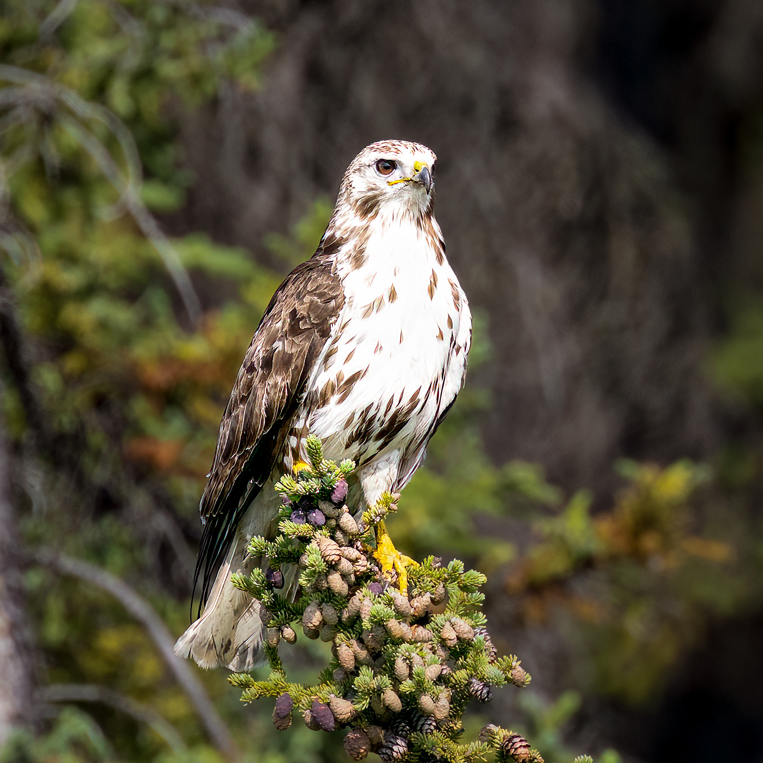 Mladé káně ?, Aljaška, 07/2023