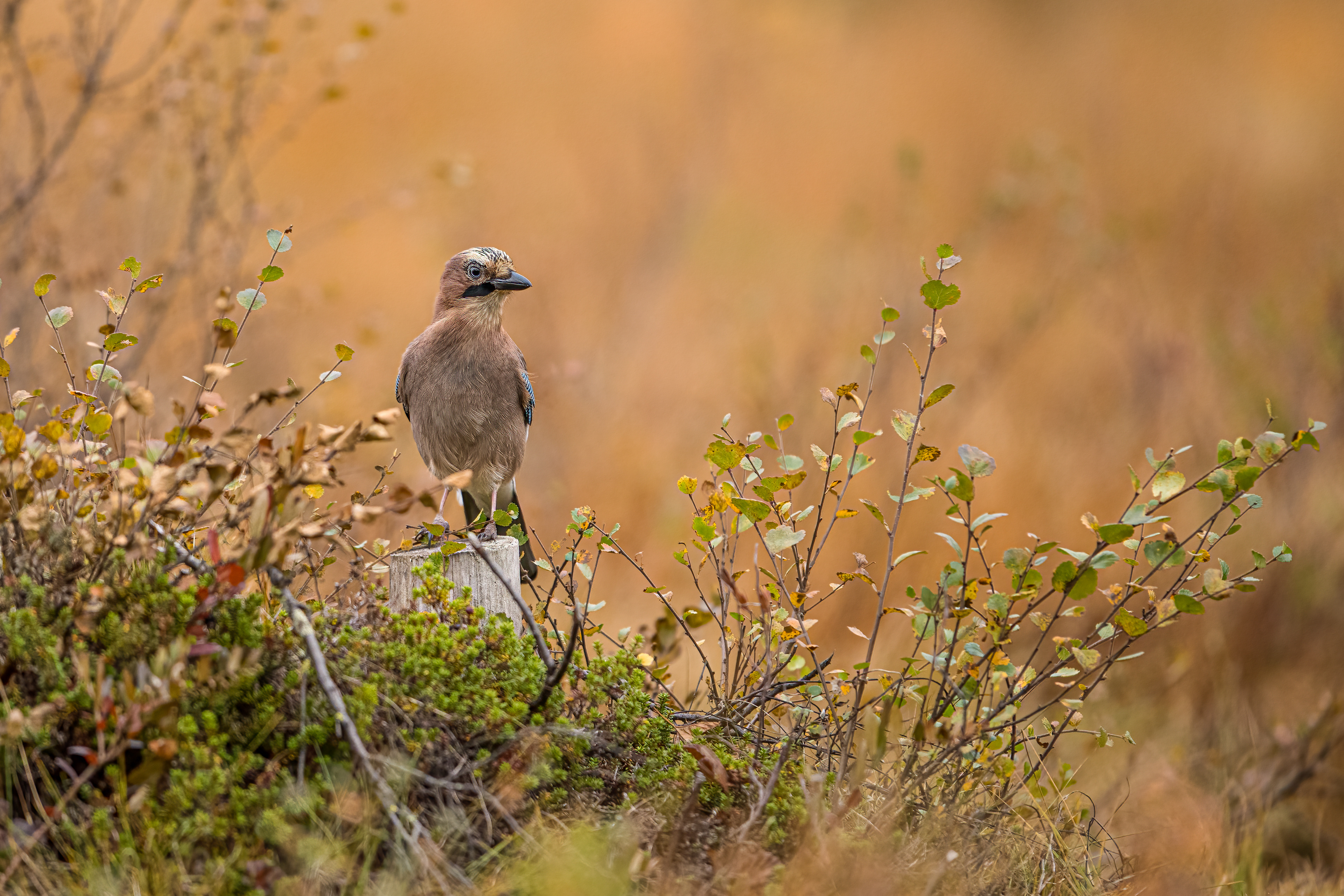 Sojka obecná (Garrulus glandarius), Finsko, 09/2022