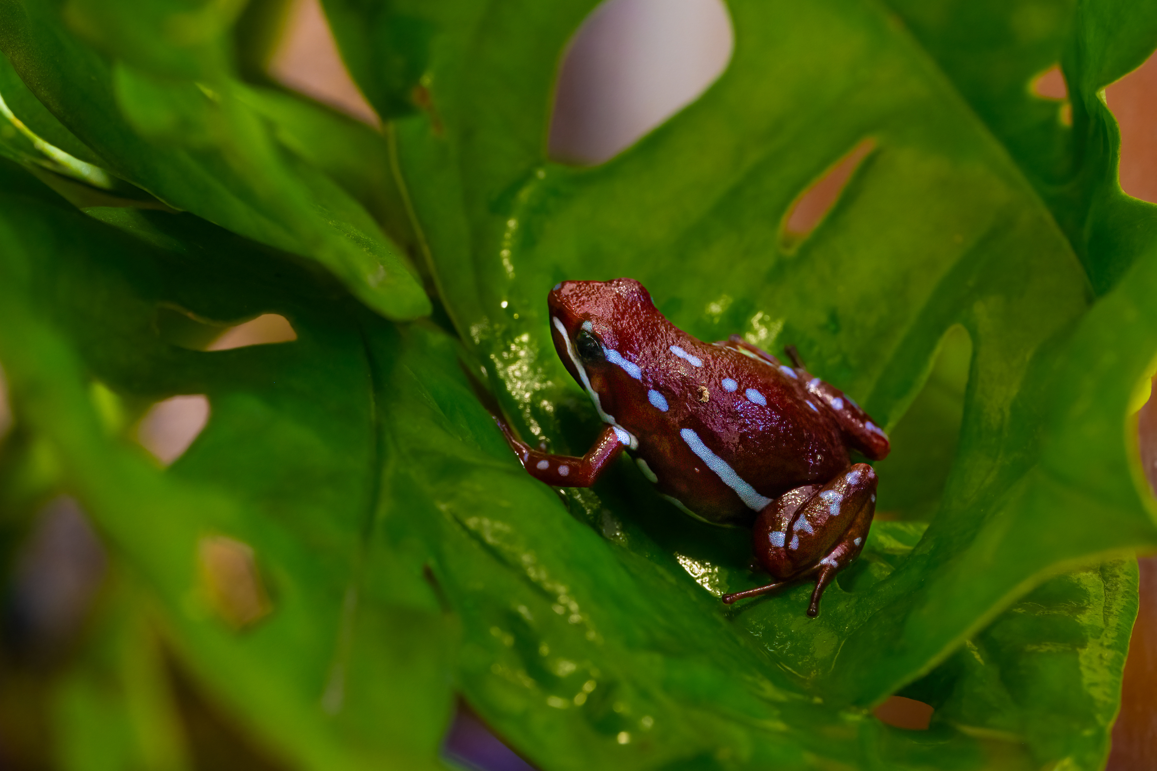 Pralesnička Anthonyova (Epipedobates anthonyi), 08/2024