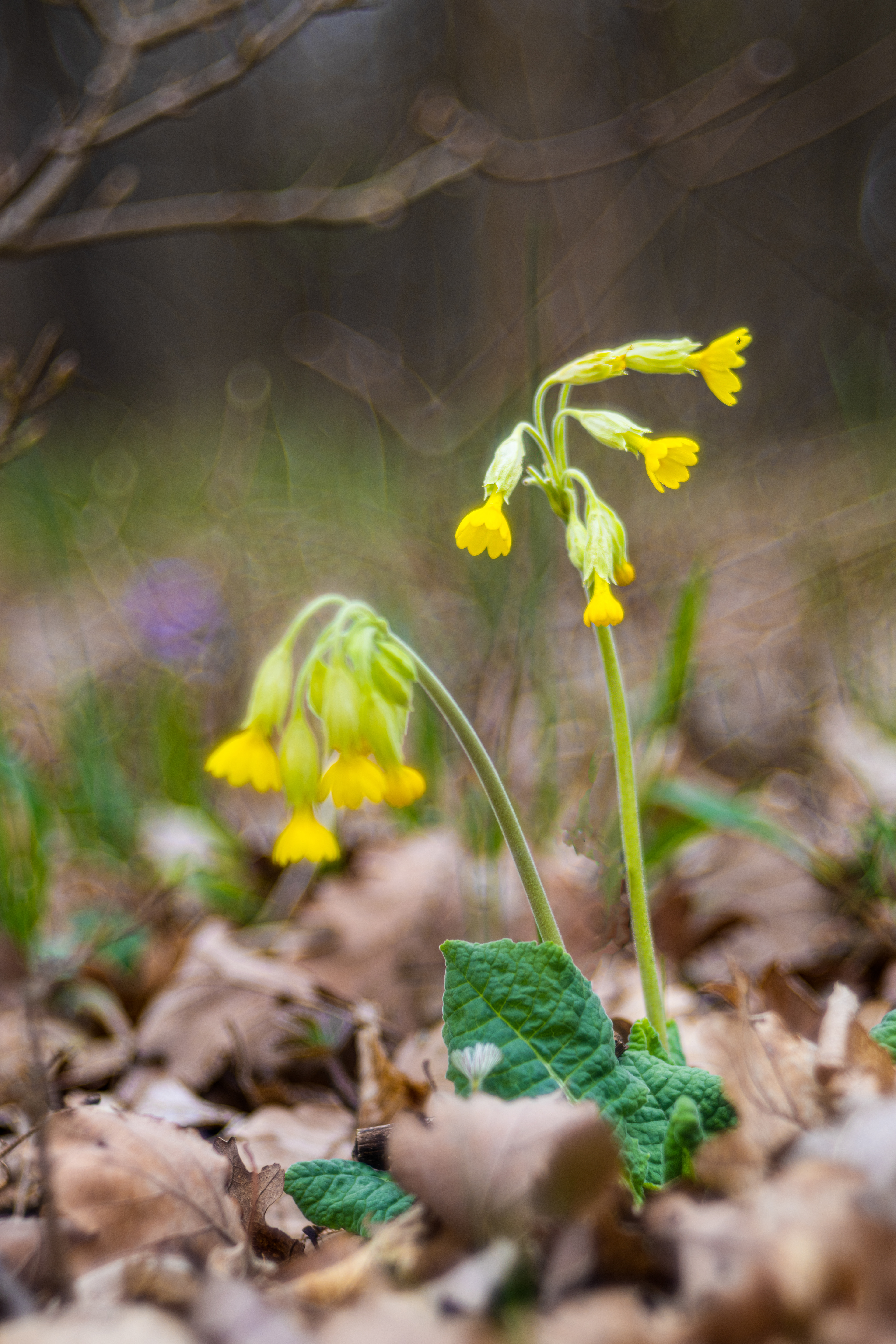Prvosenka jarní (Primula veris)