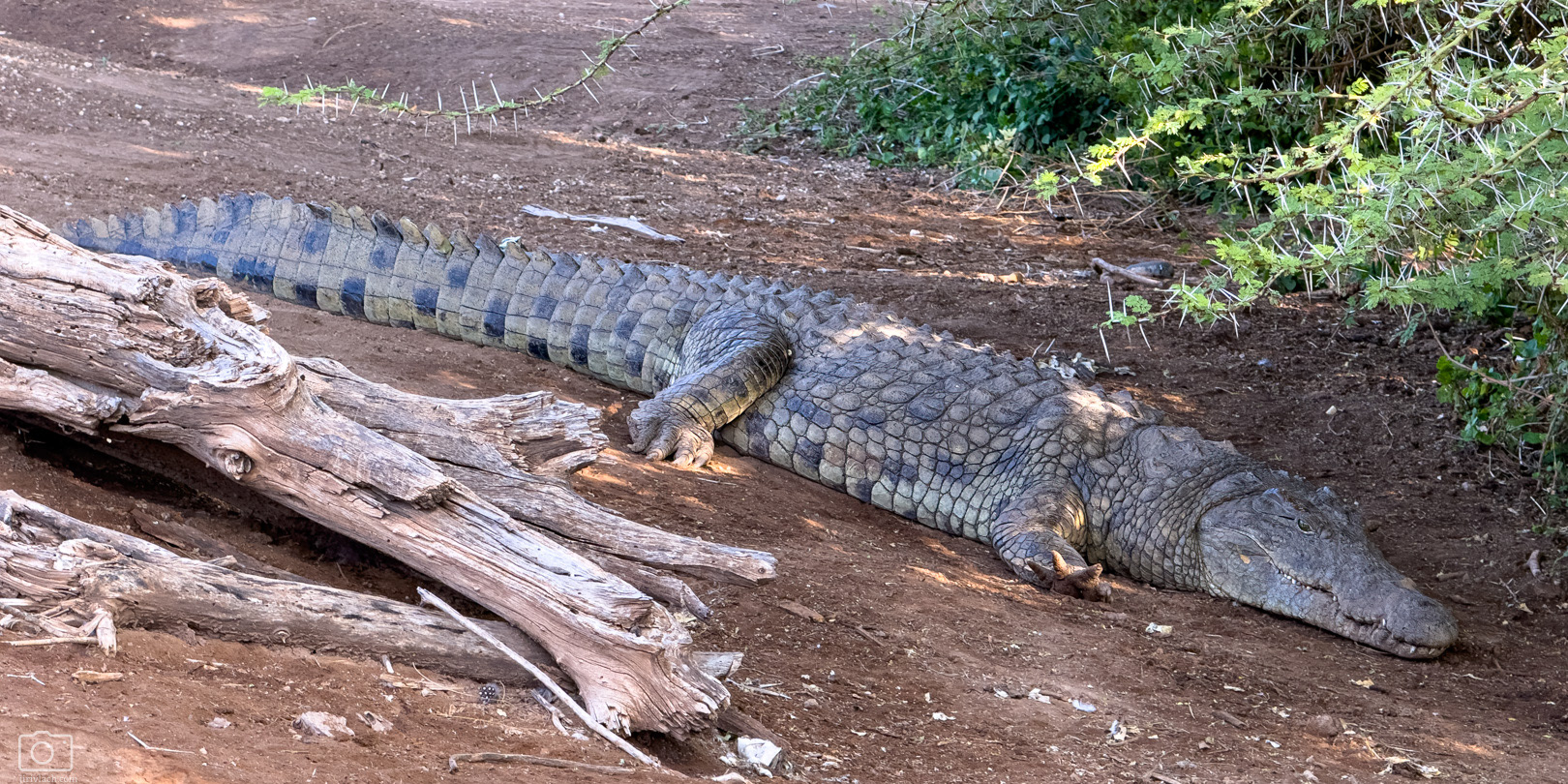 Krokodýl nilský (Crocodylus niloticus), Kenya, 12/2025