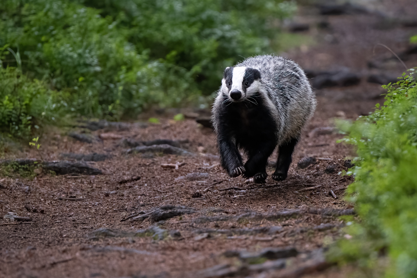 Jezevec lesní (Meles meles), Vysočina, 08/2022