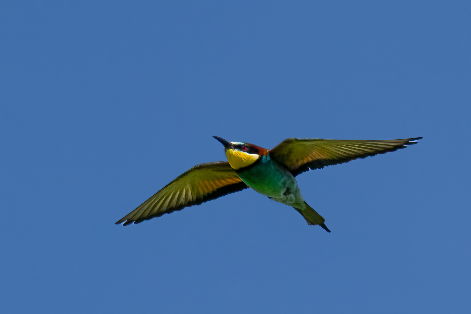Vlha pestrá (Merops apiaster), jižní Morava, 06/2023