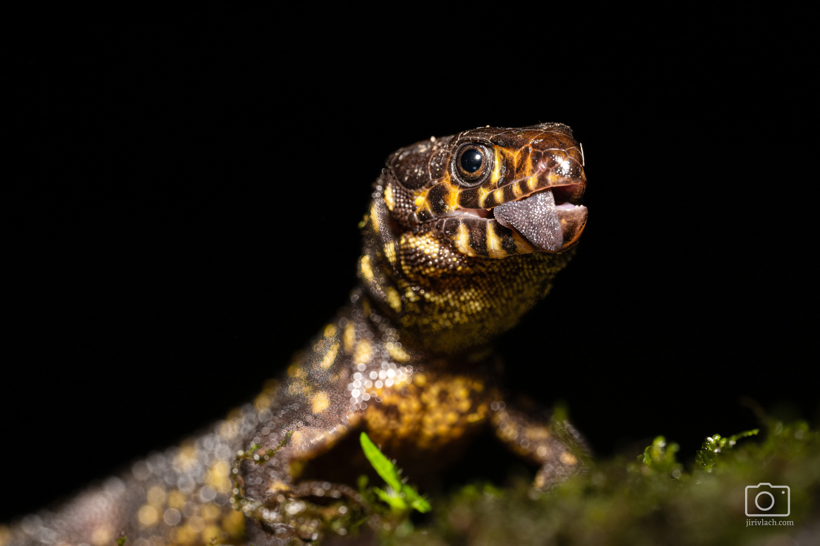 Lepidophyma flavimaculatum (The yellow-spotted tropical night lizard or yellow-spotted night lizard)