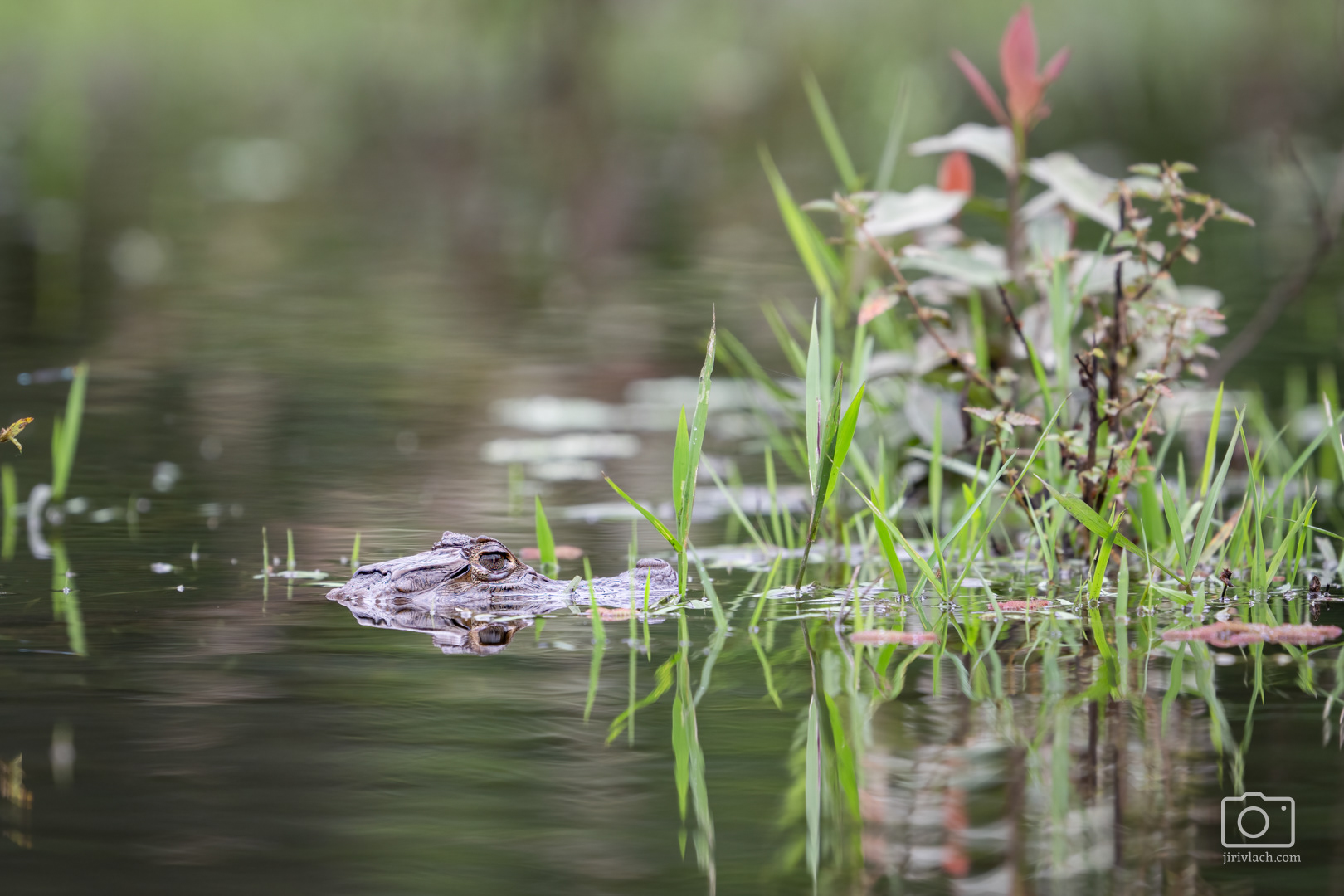 Kajman brýlový (Spectacled caiman, Caiman crocodilus), Kostarika, 01/2025