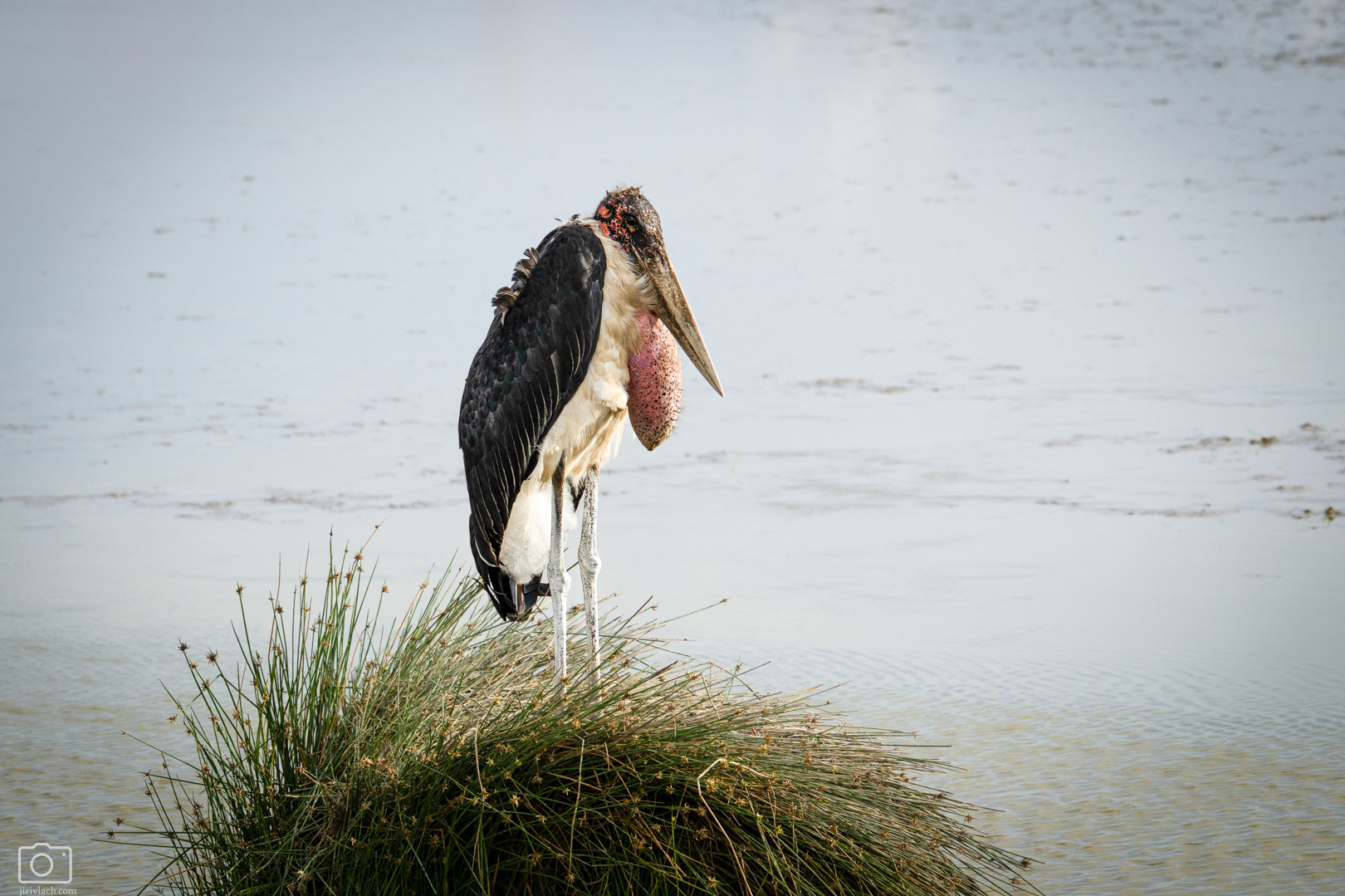 Marabu africký (Leptoptilos crumeniferus), Kenya, 12/2025