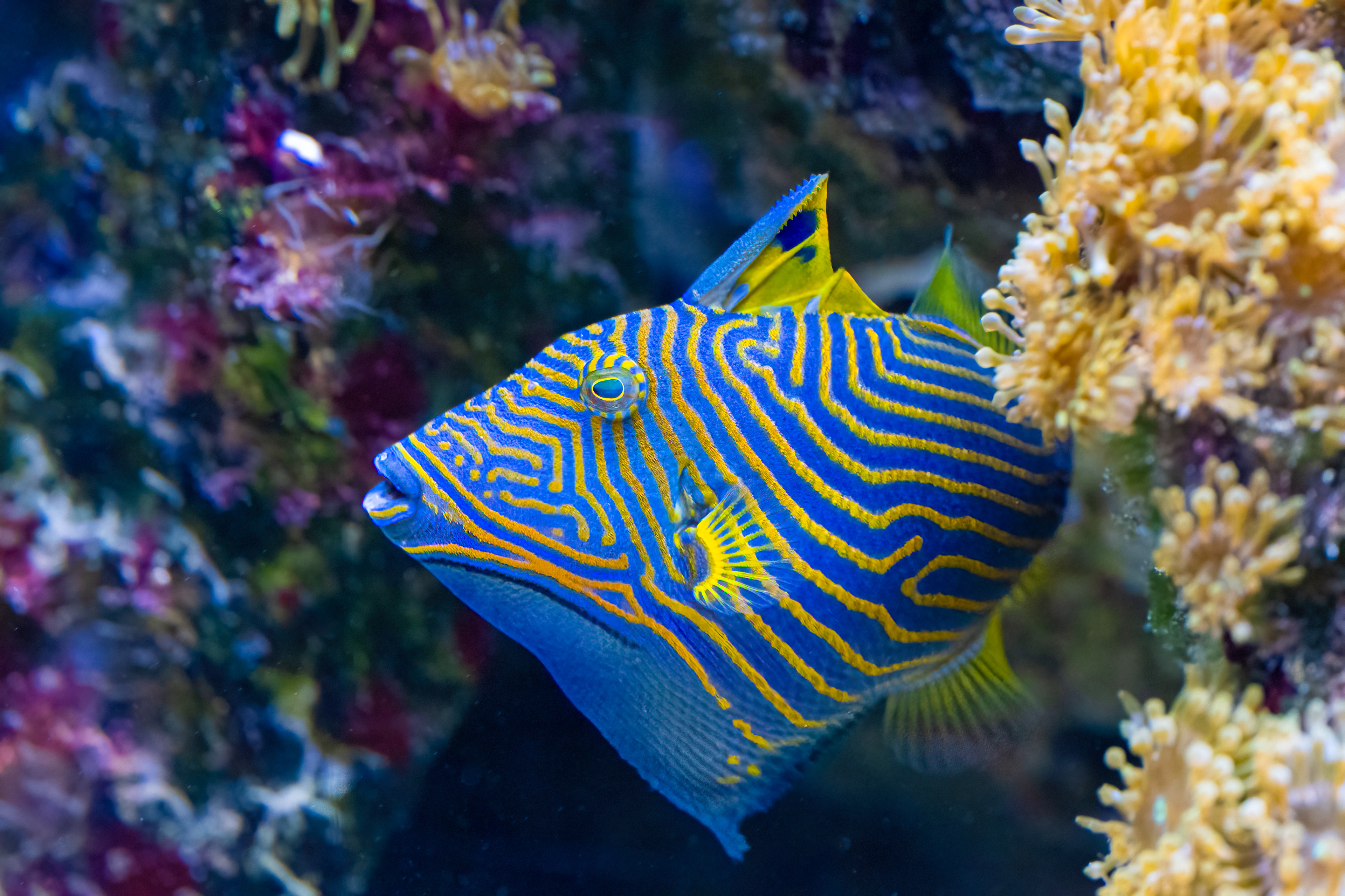 Ostenec oranžovoproužkatý (Balistapus undulatus)