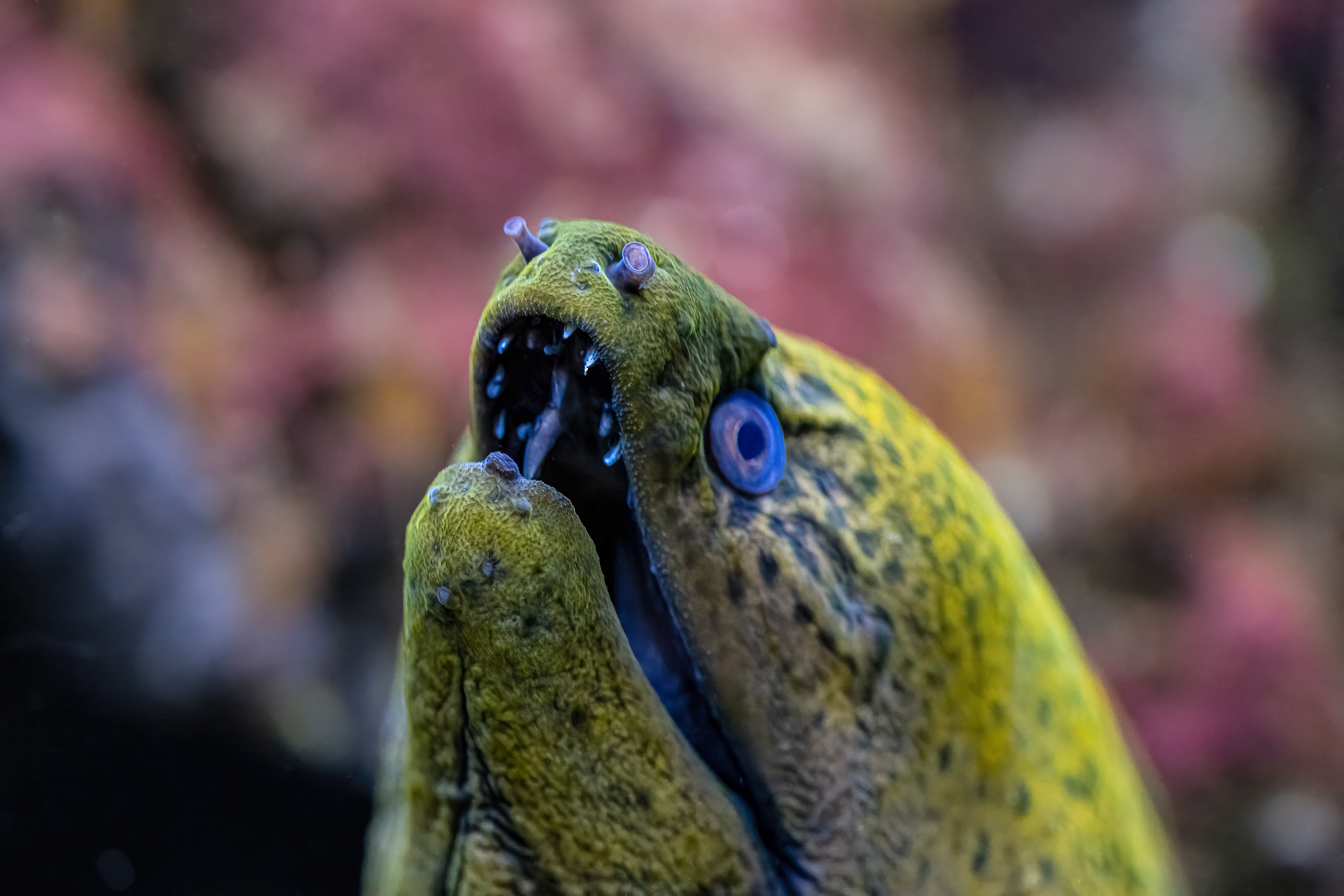 Muréna jávská (Gymnothorax javanicus)